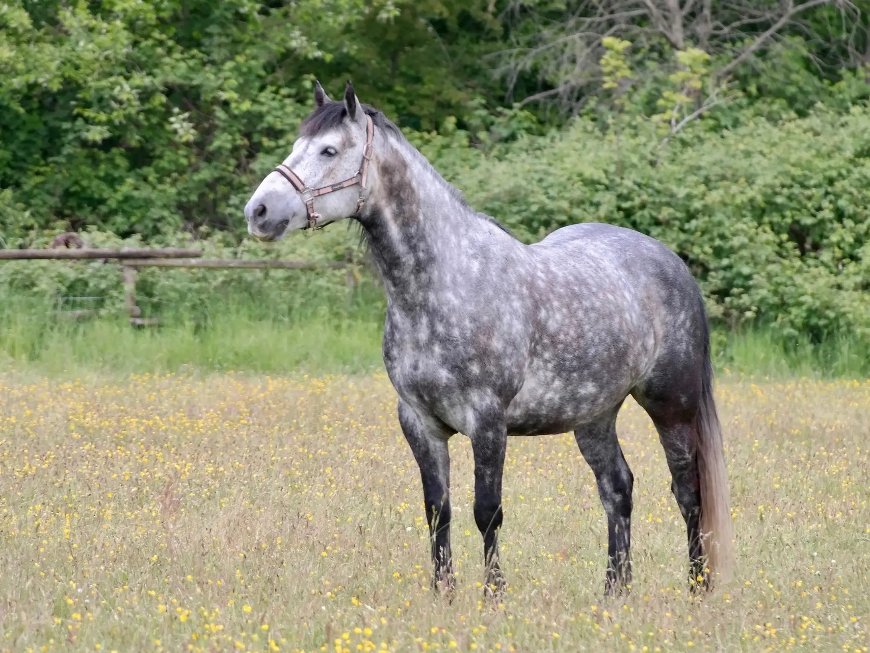 Black grey horse horse