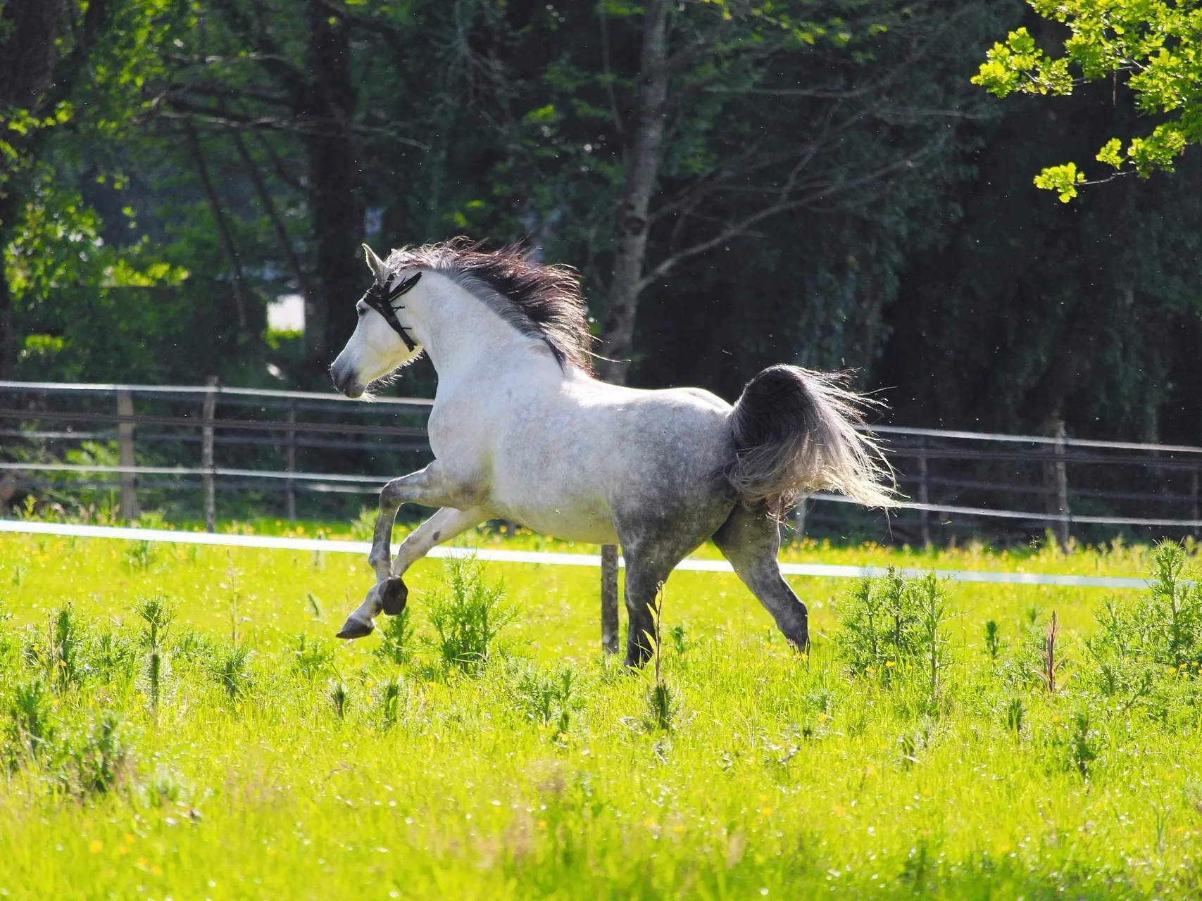 Black grey horse horse