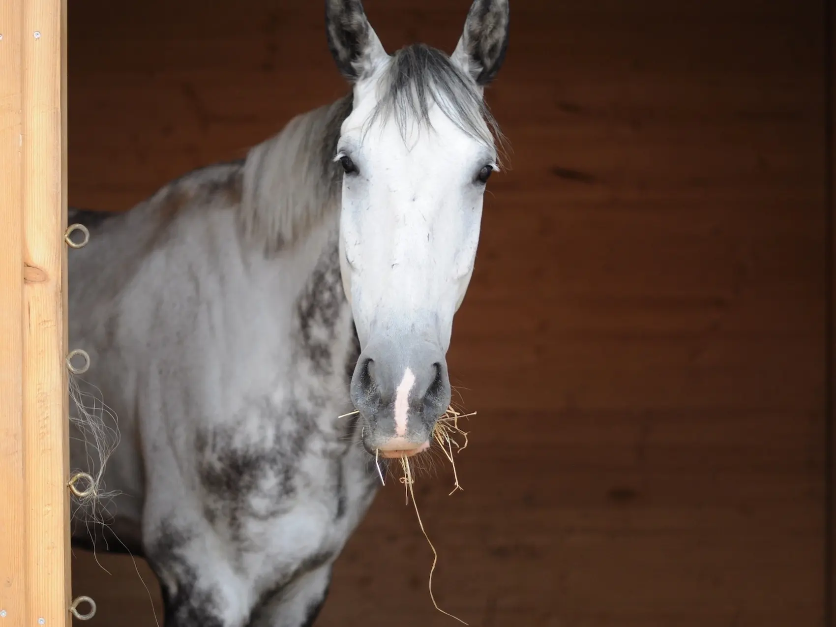 Black grey horse horse