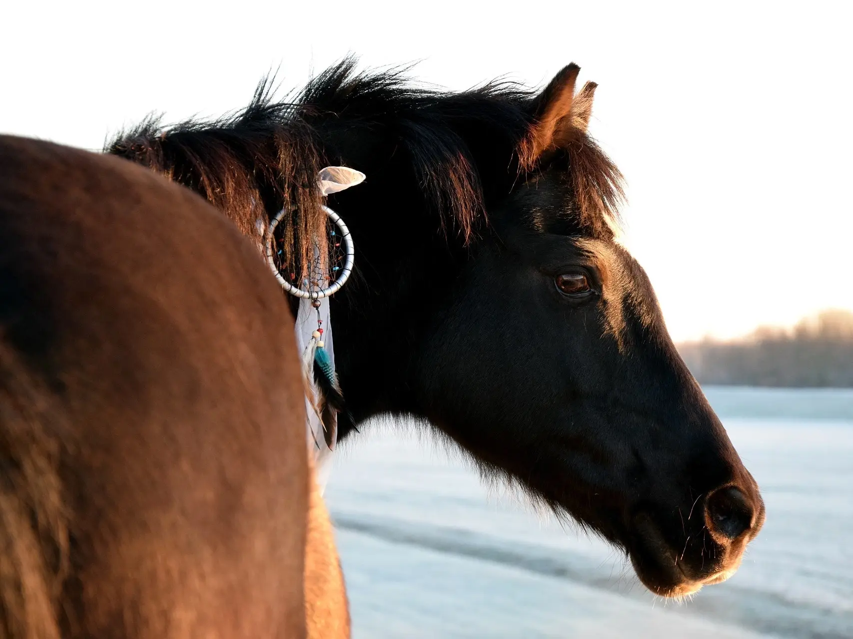 fading black horse