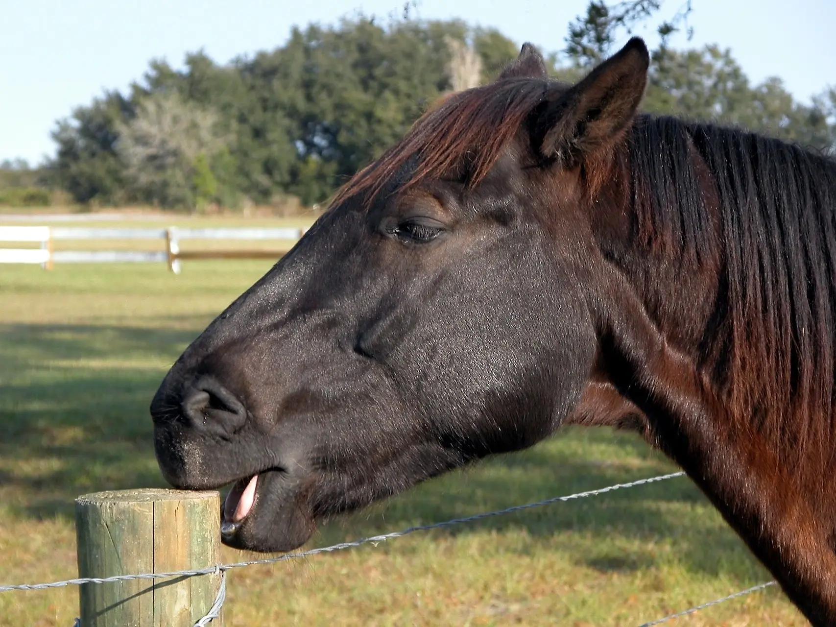 fading black horse