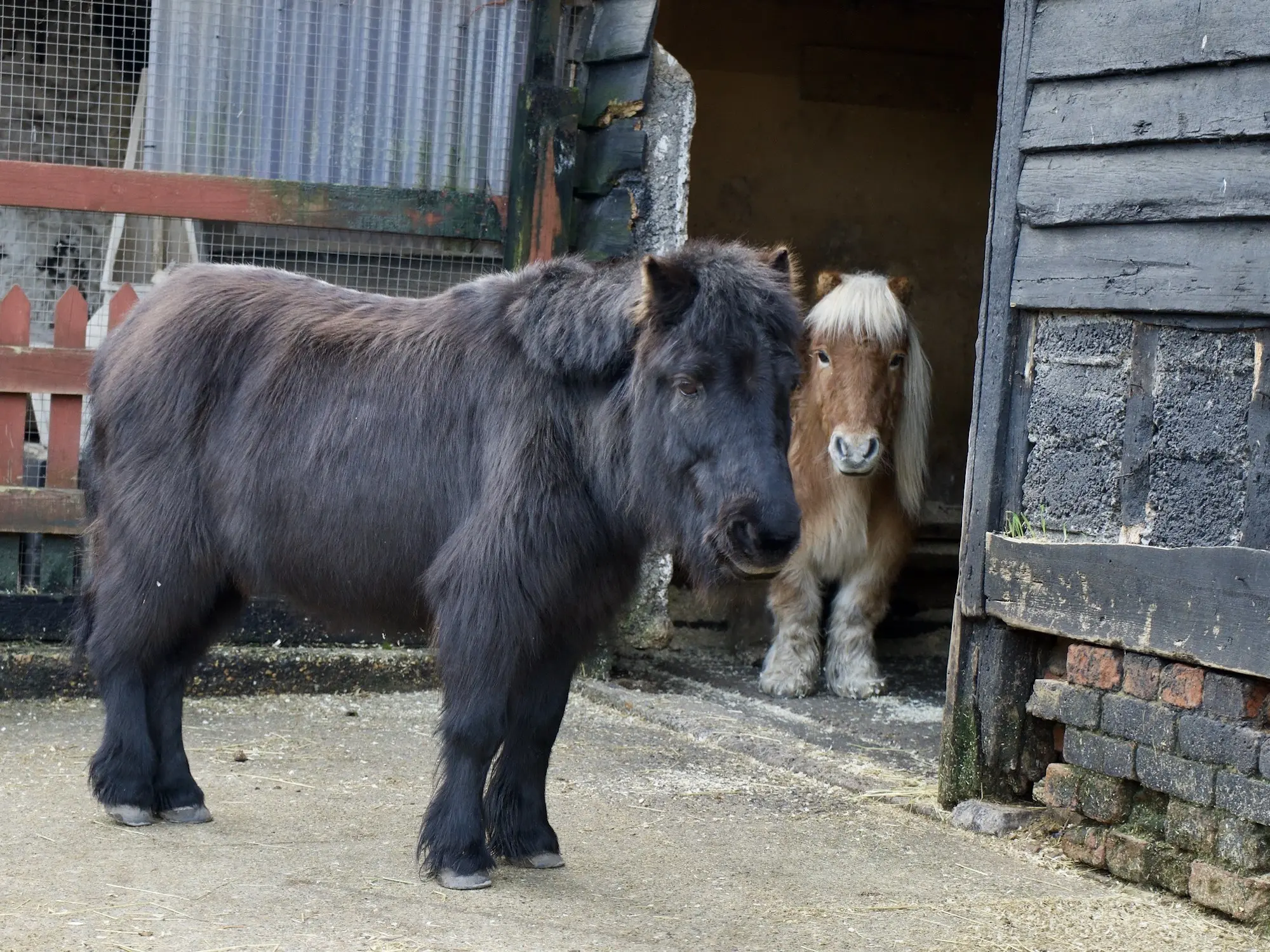 fading black horse