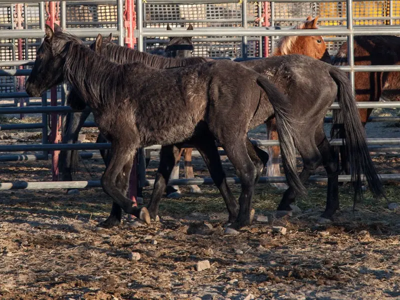 fading black horse