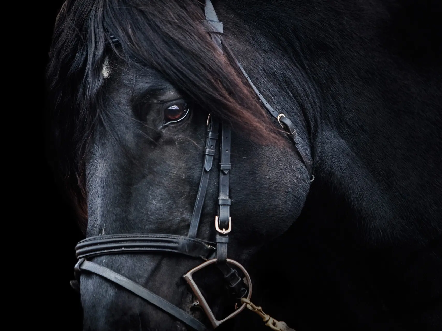 fading black horse