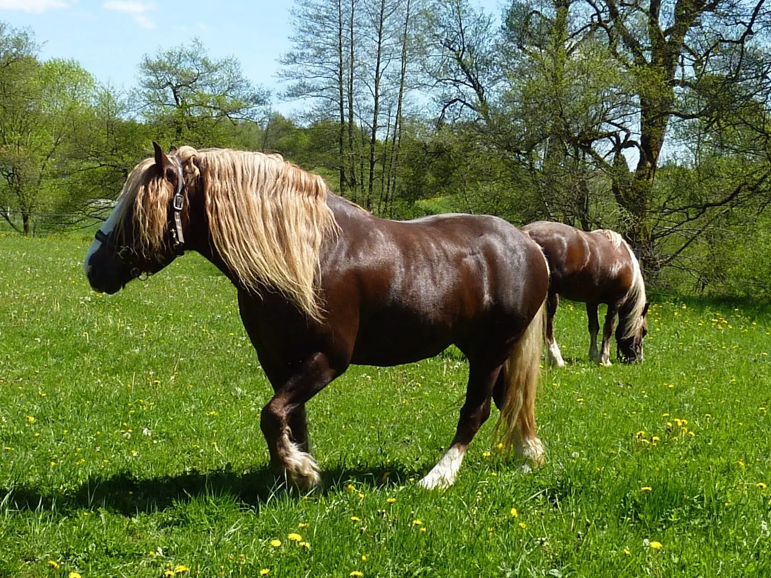 Black Forest Horse