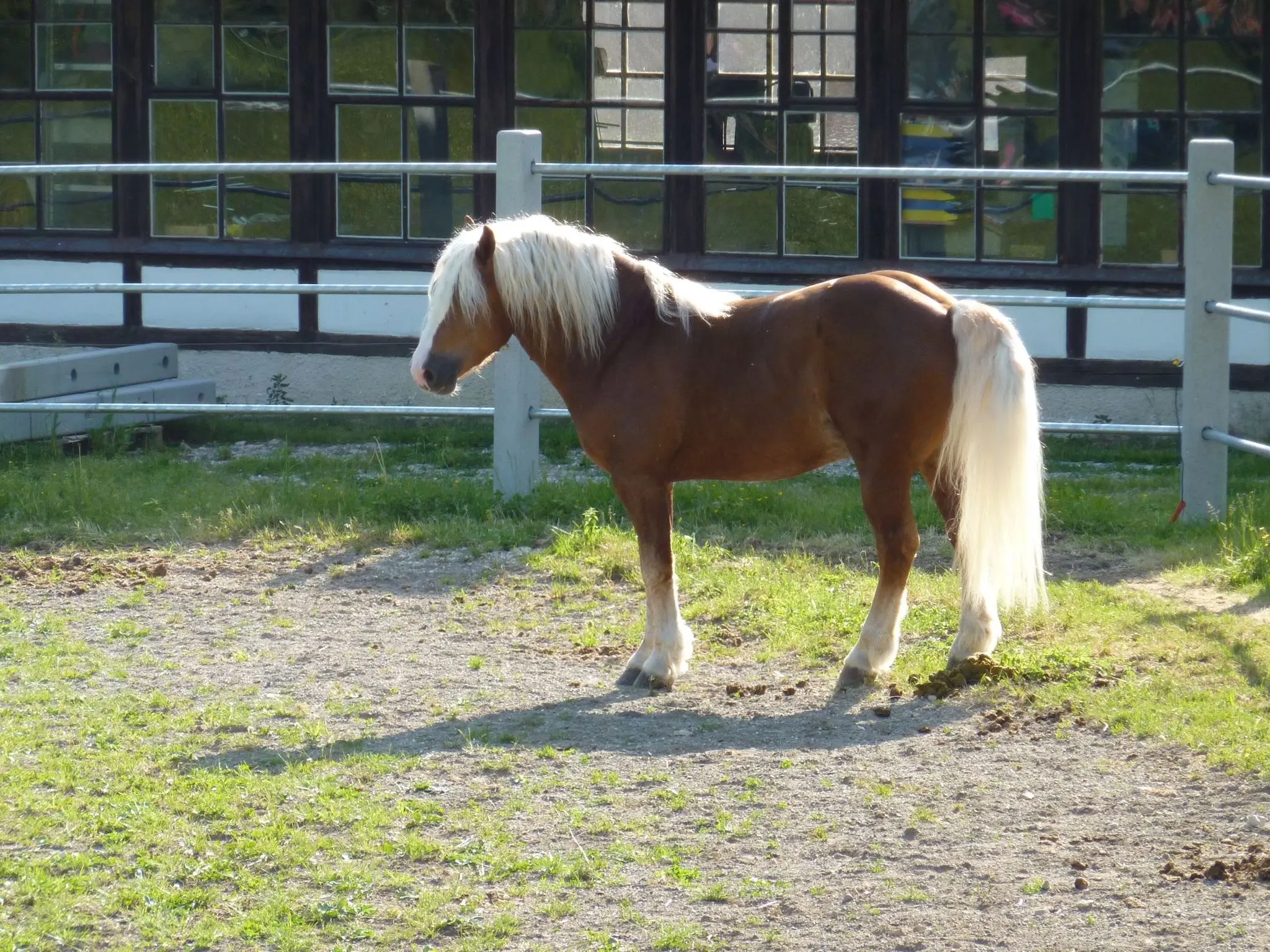 Black Forest Horse