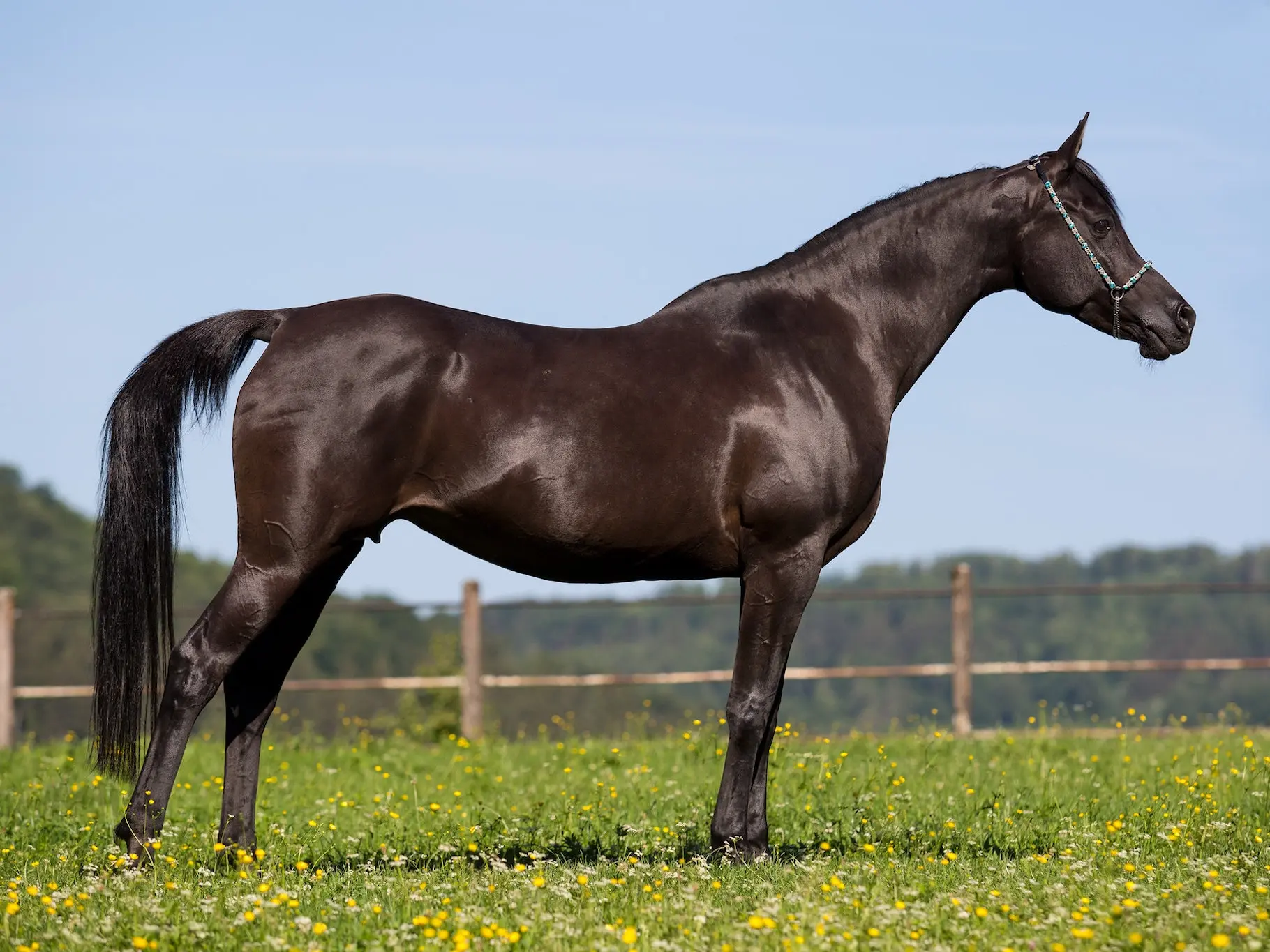 Non-fading black horse