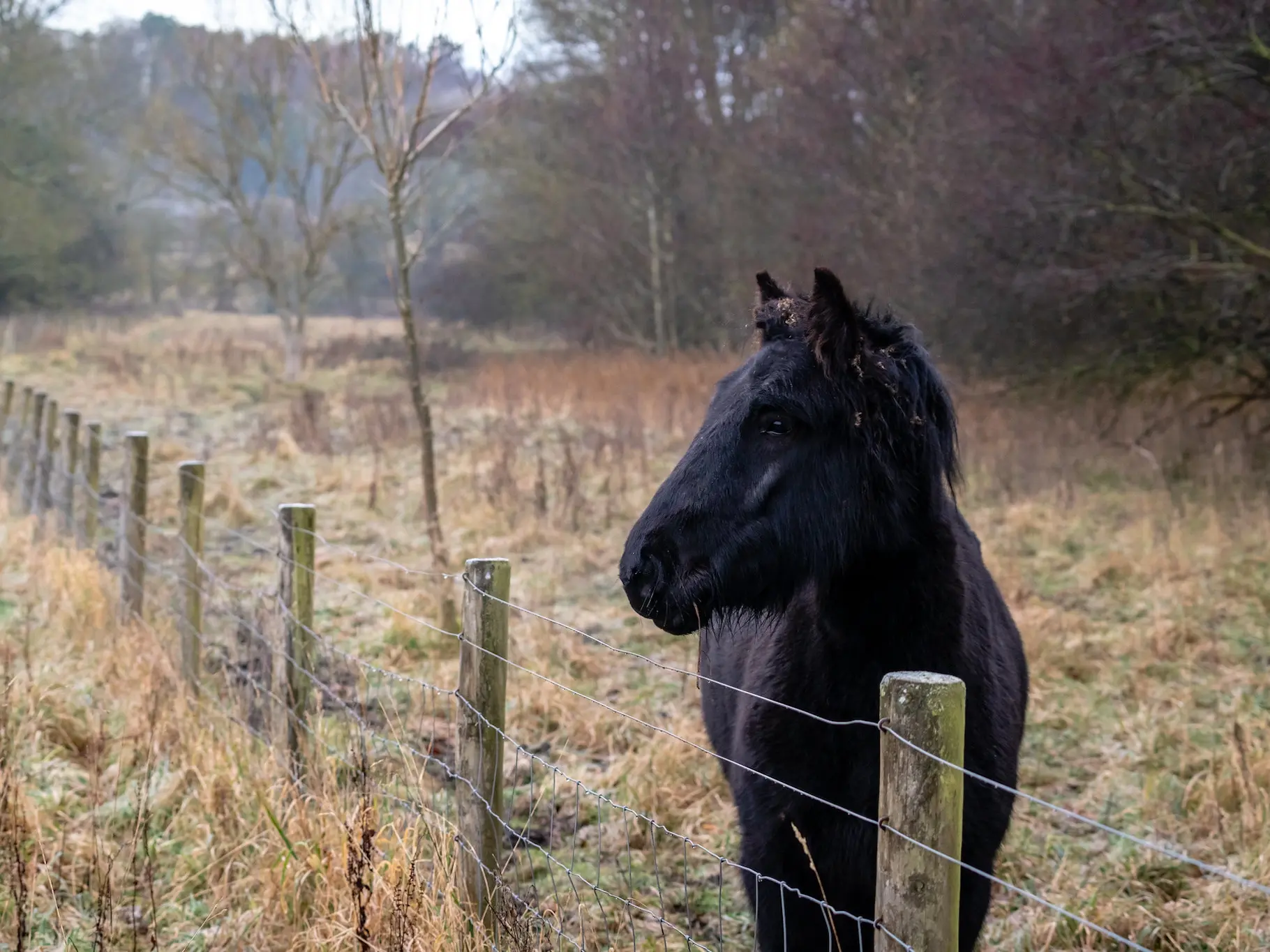 Non-fading black horse