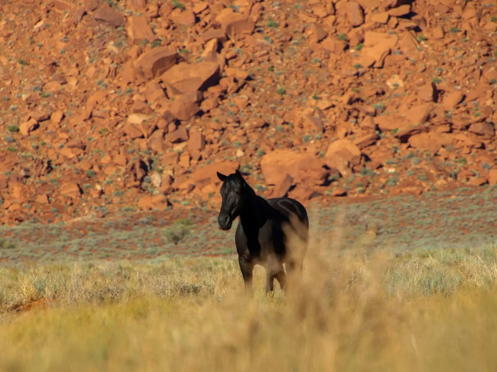 Non-fading black horse