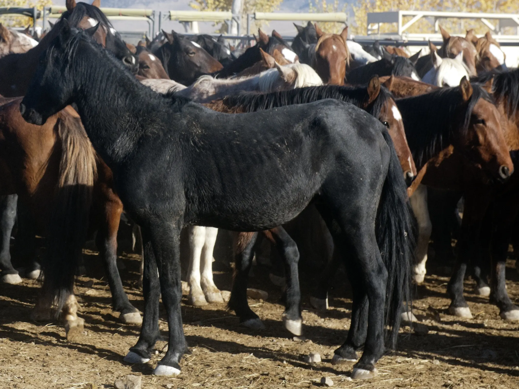 Non-fading black horse