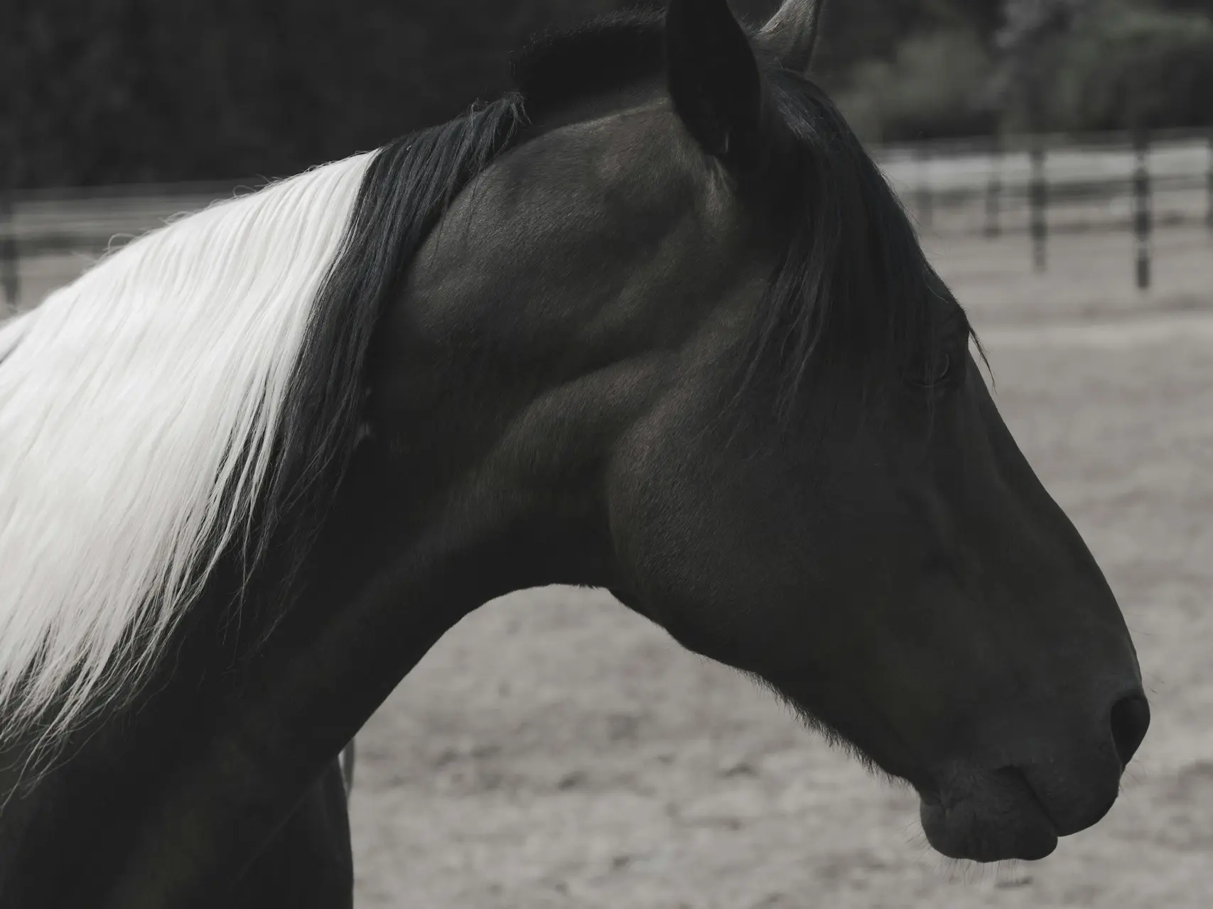 piebald pinto horse