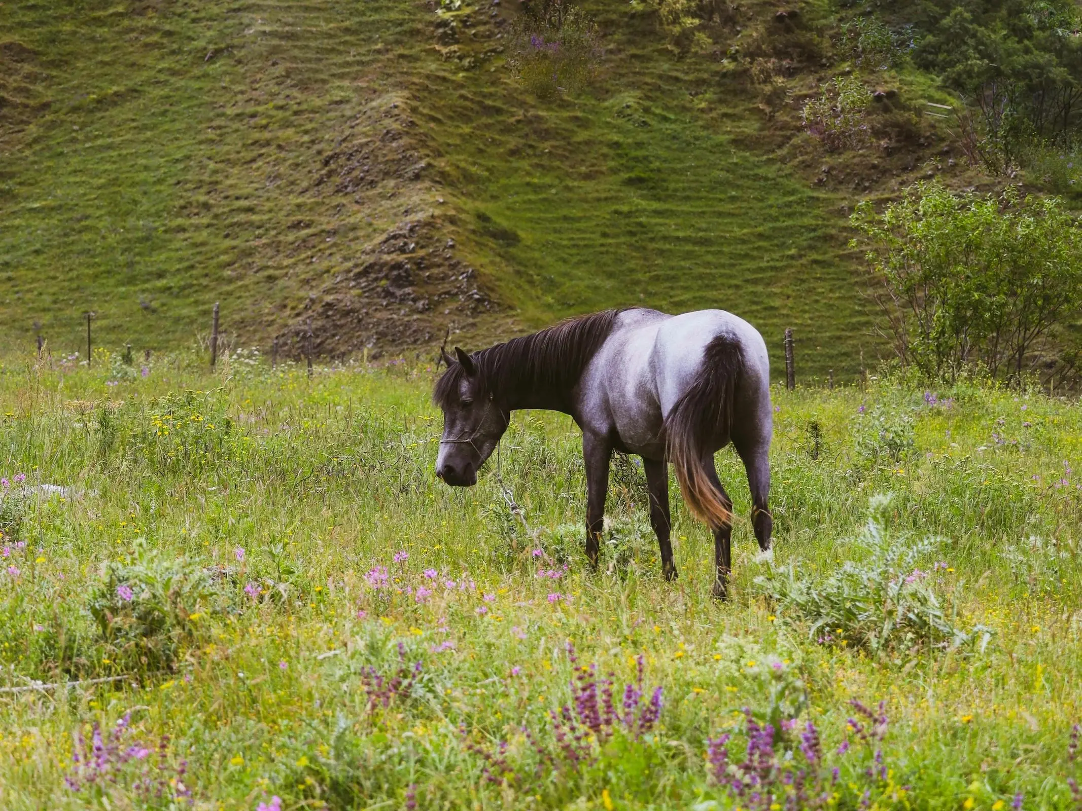 black roan horse