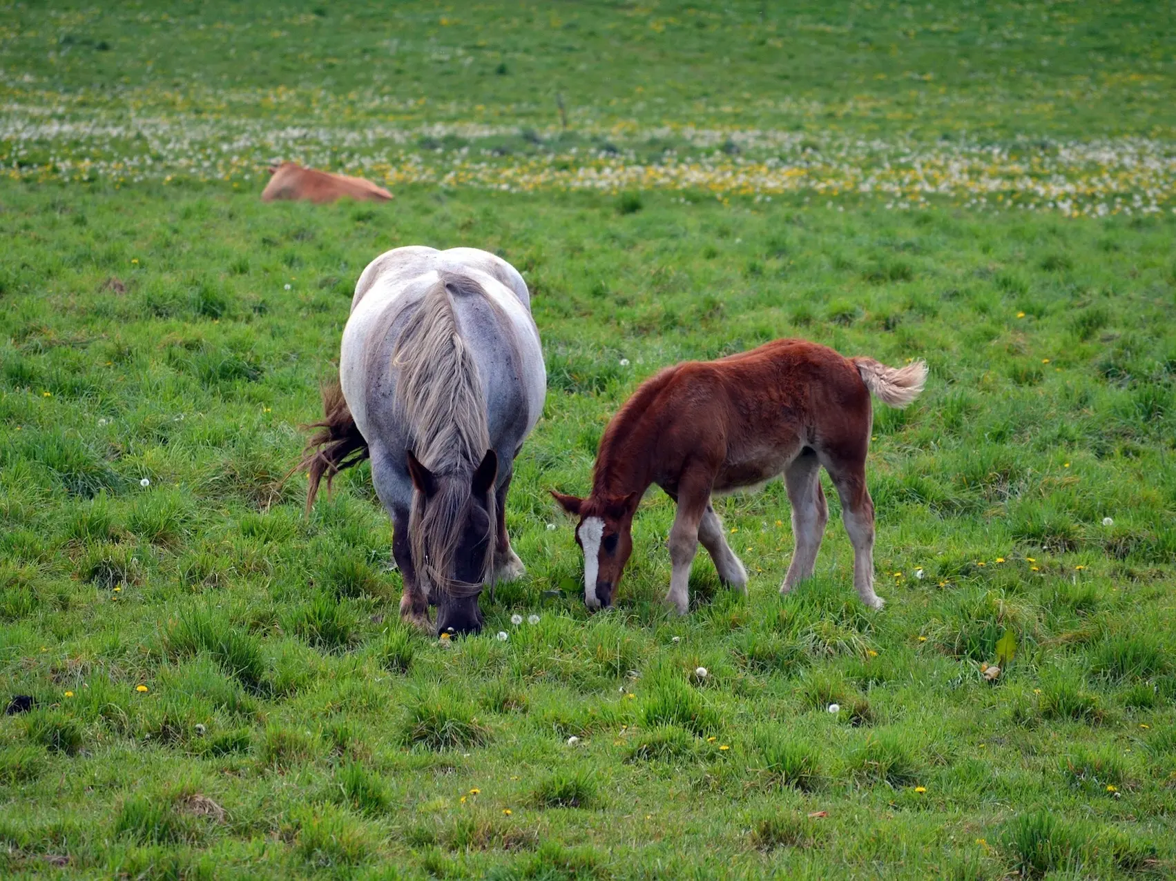 black roan horse