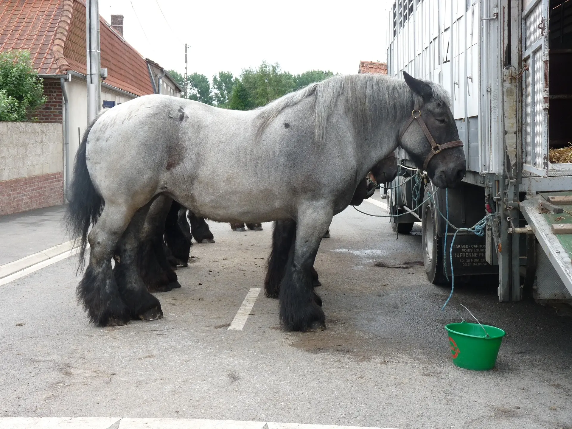 black roan horse