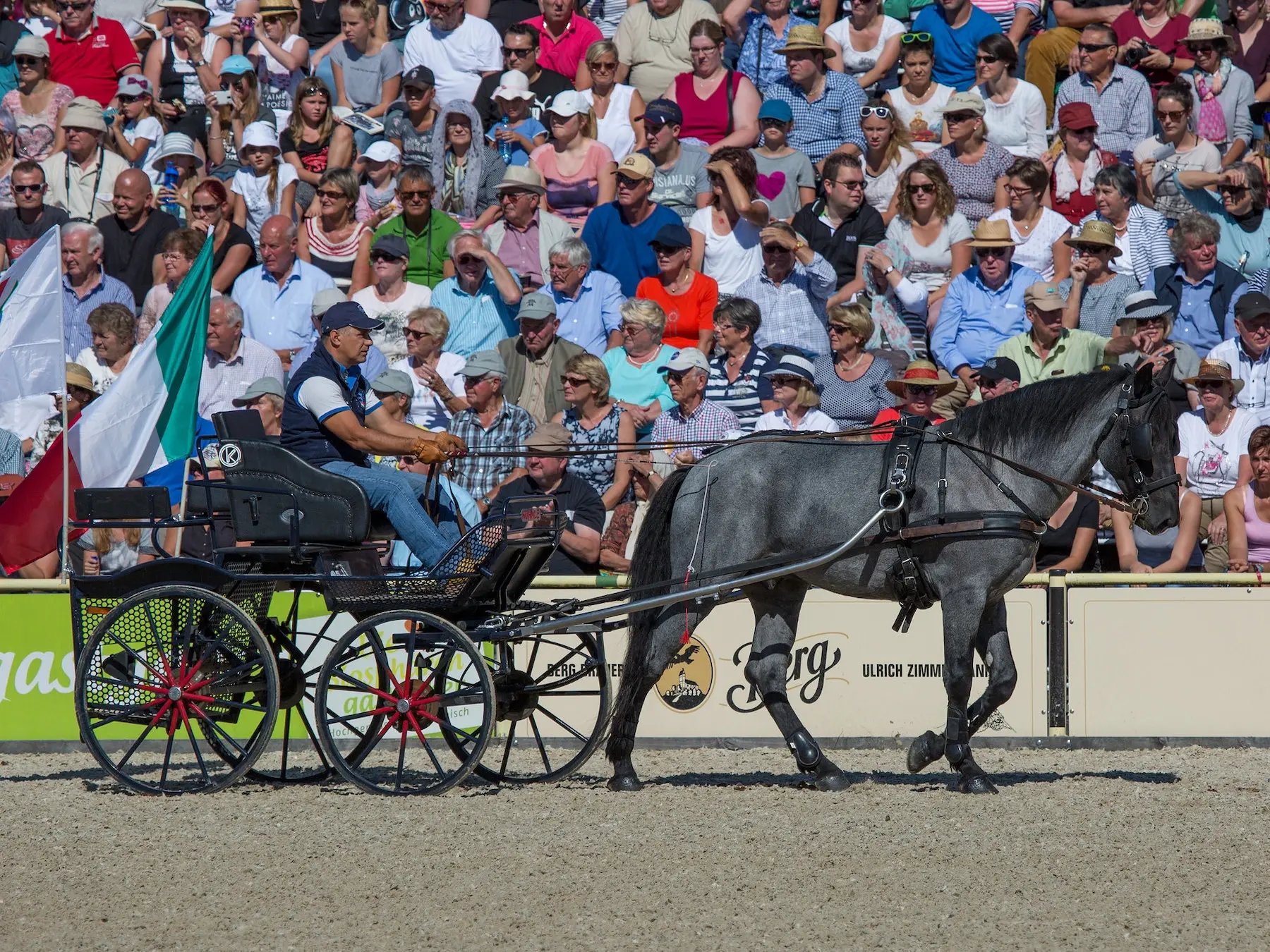 black roan horse