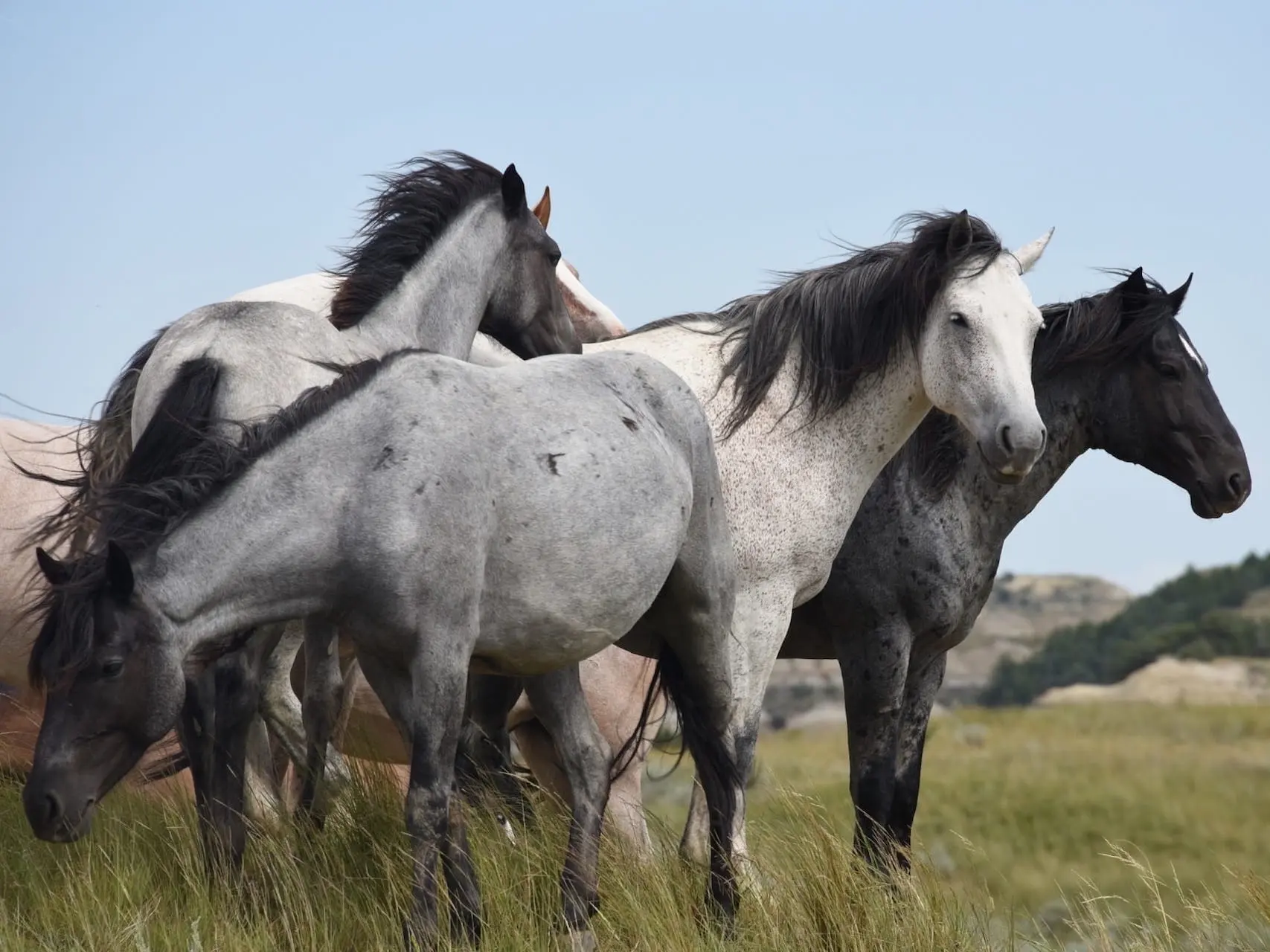 black roan horse