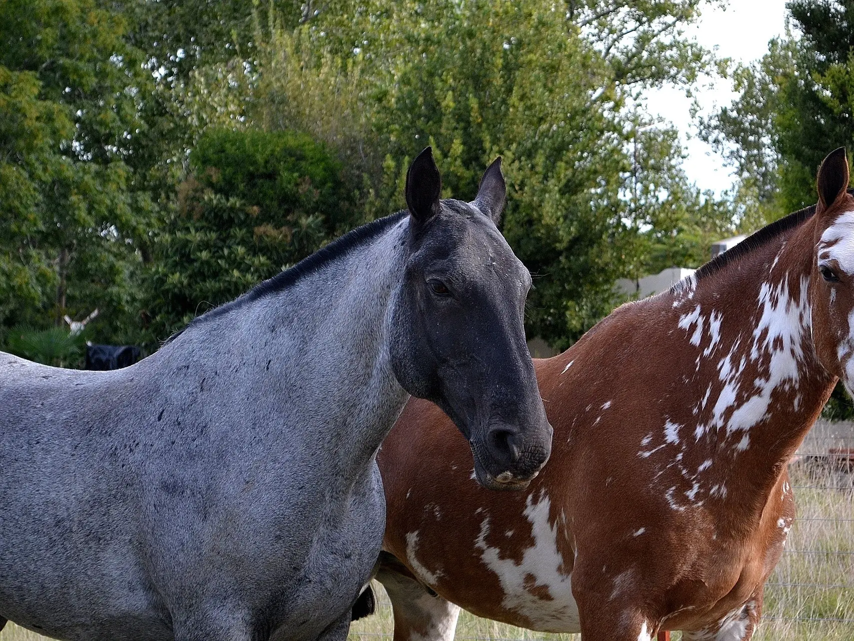 Black roan Horse