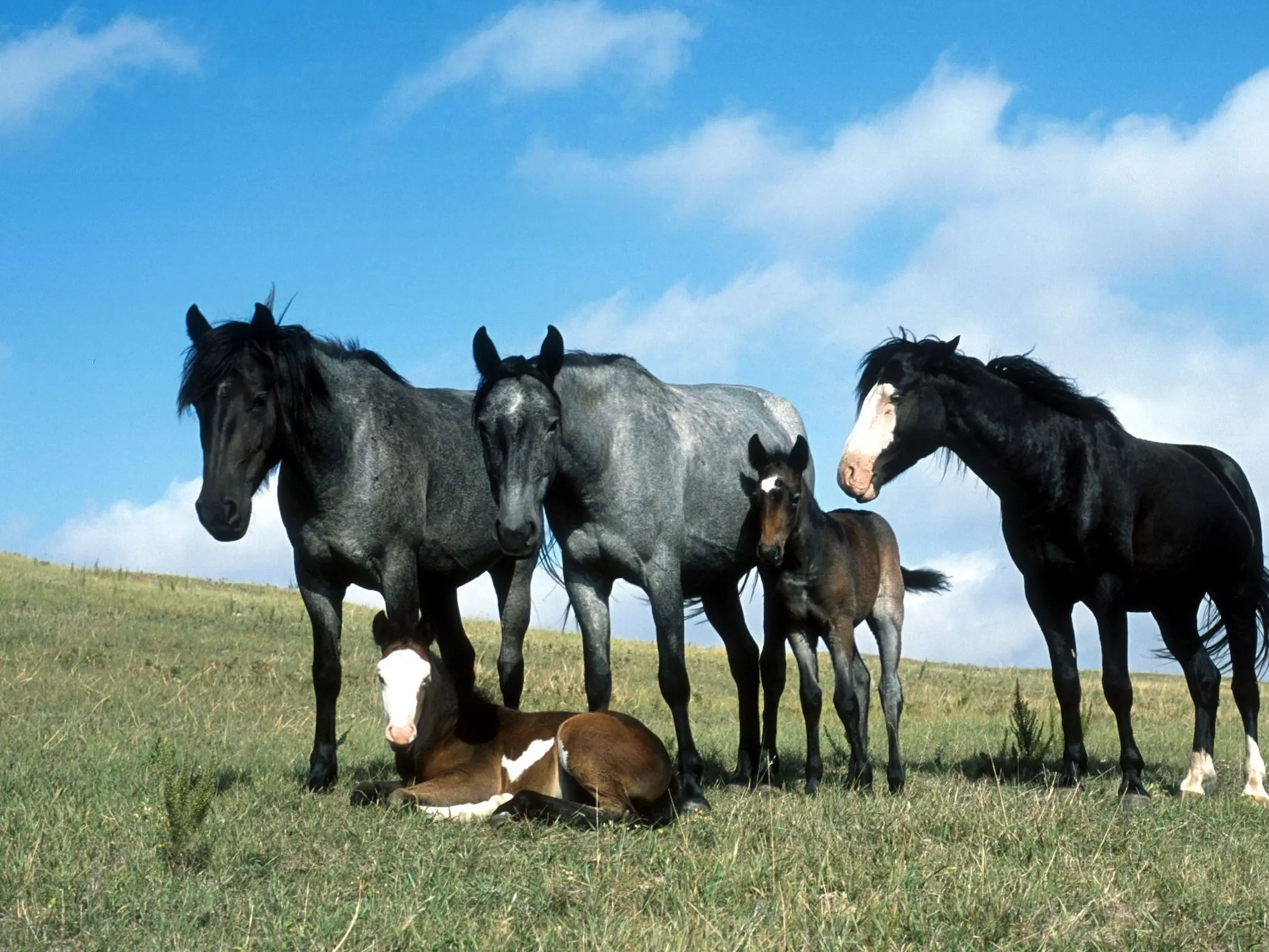 black roan horse