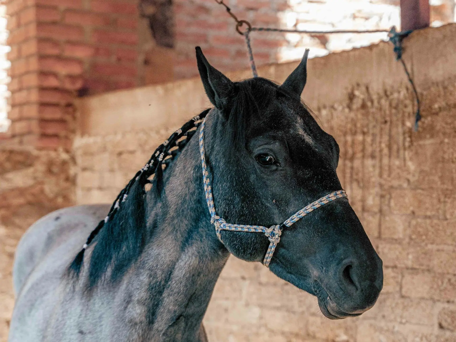 black roan horse