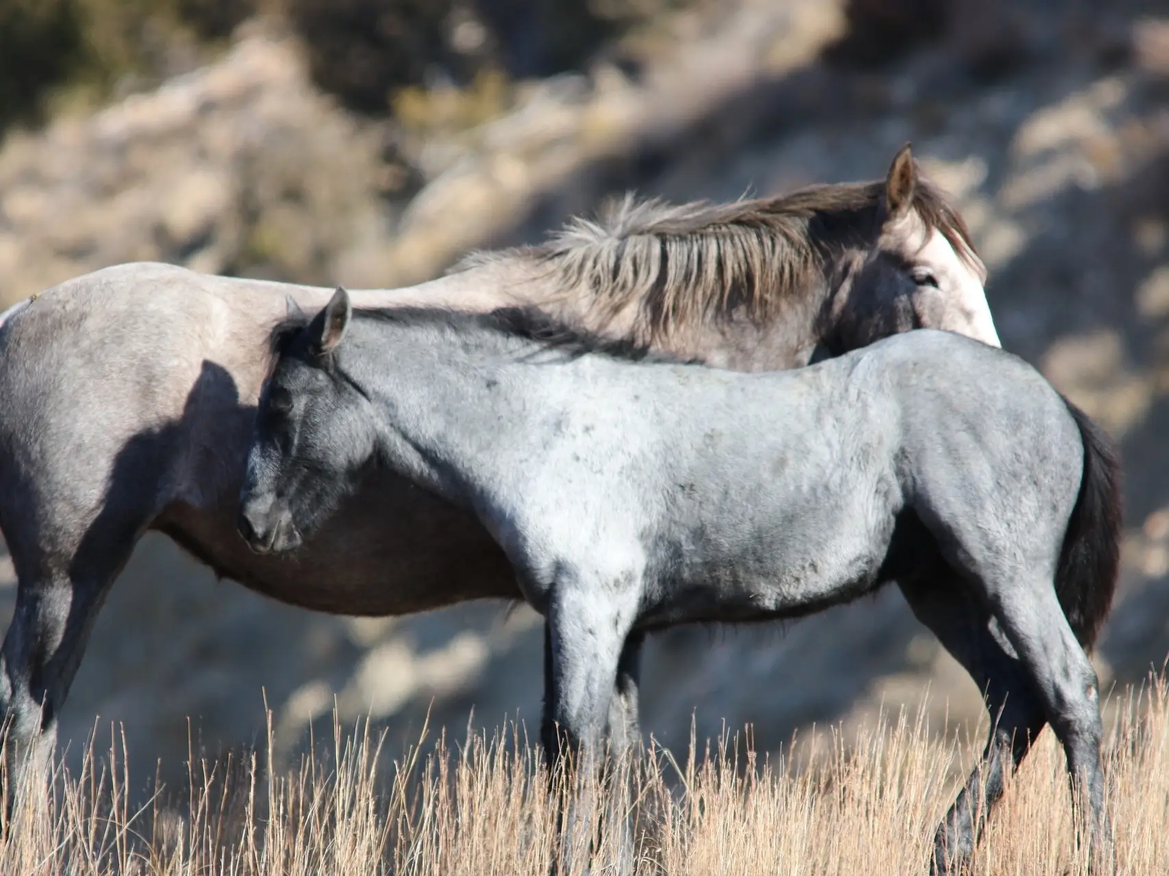 black roan horse