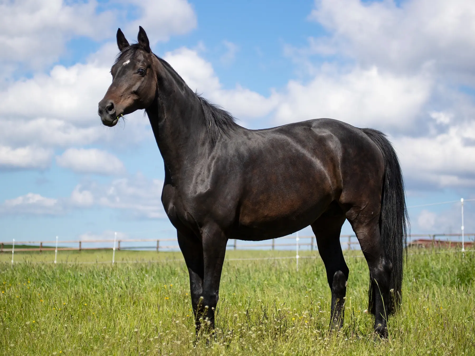 Seal brown horse in a field