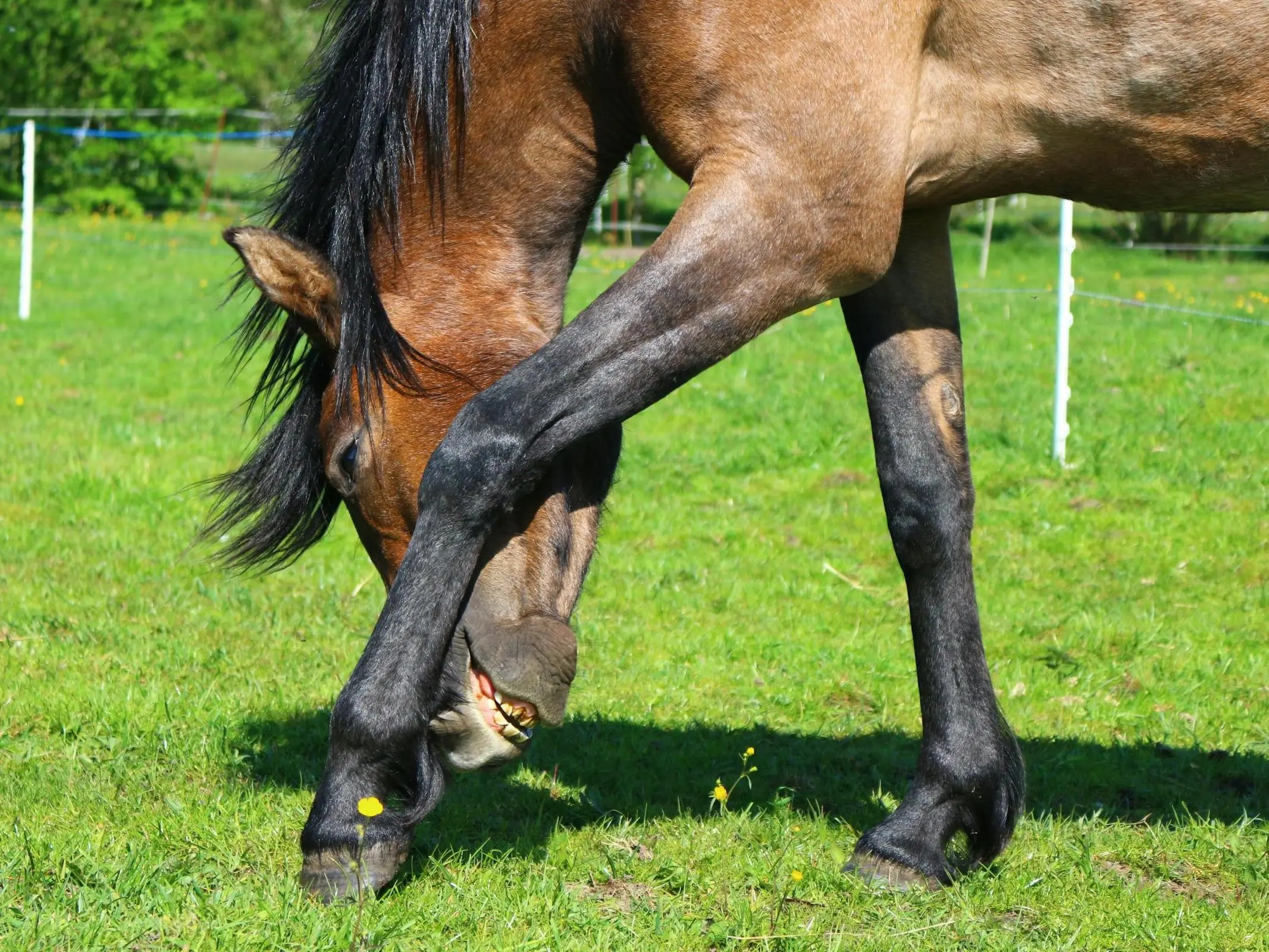 Horse with black sock markings