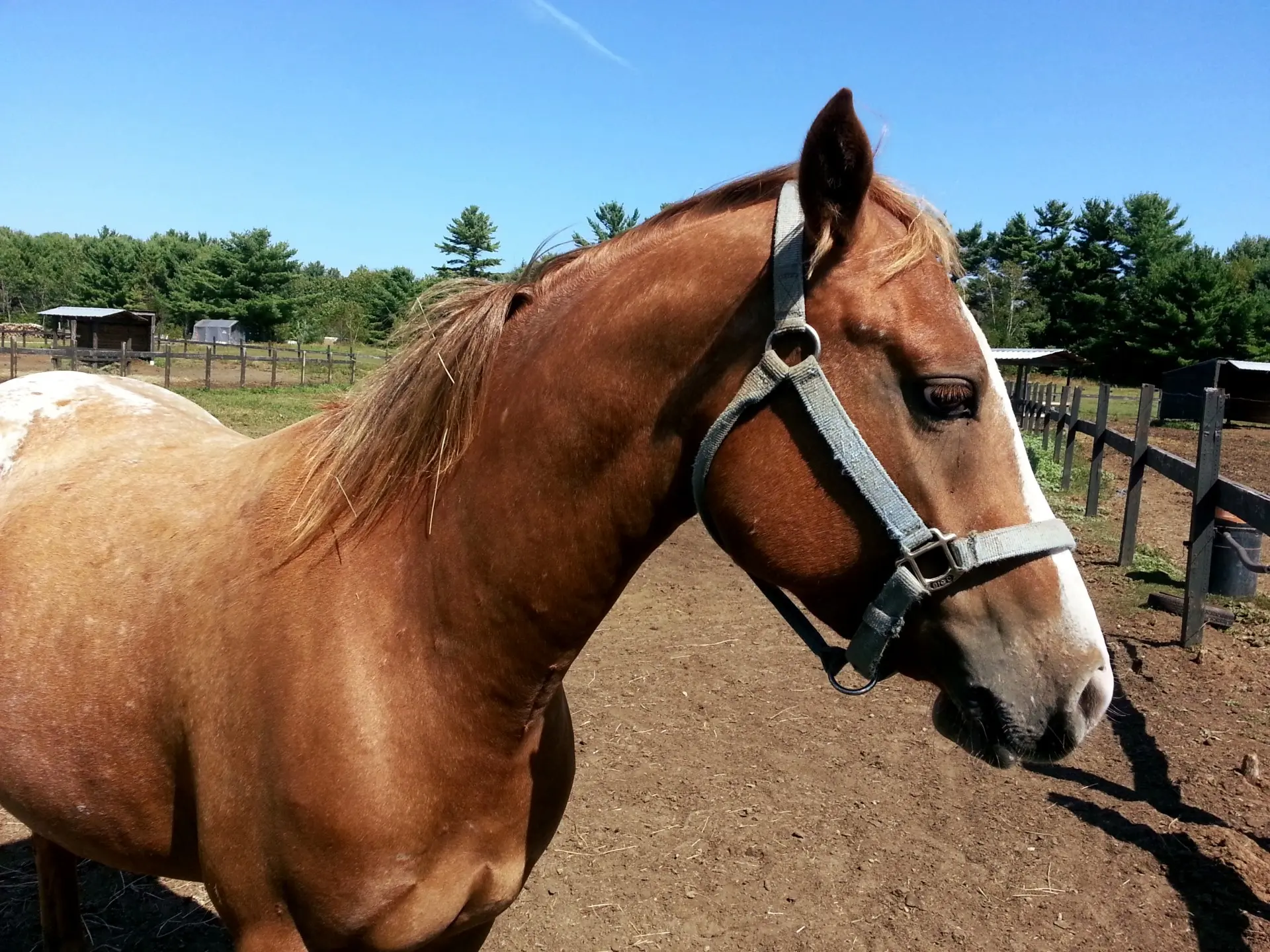 Blanket with spots appaloosa horse