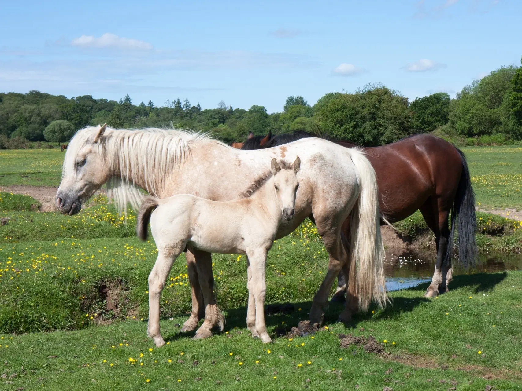 Blanket with spots appaloosa horse