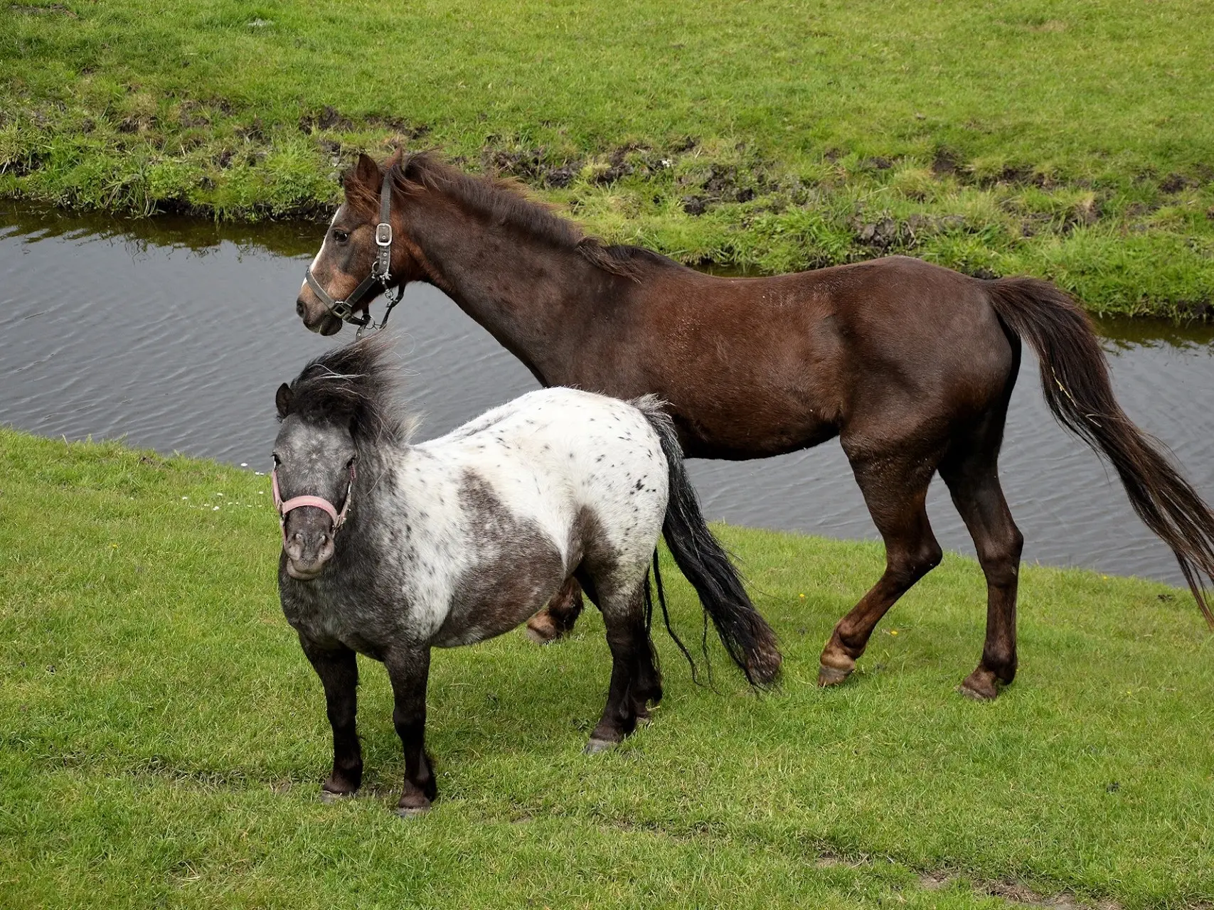 Blanket with spots appaloosa horse