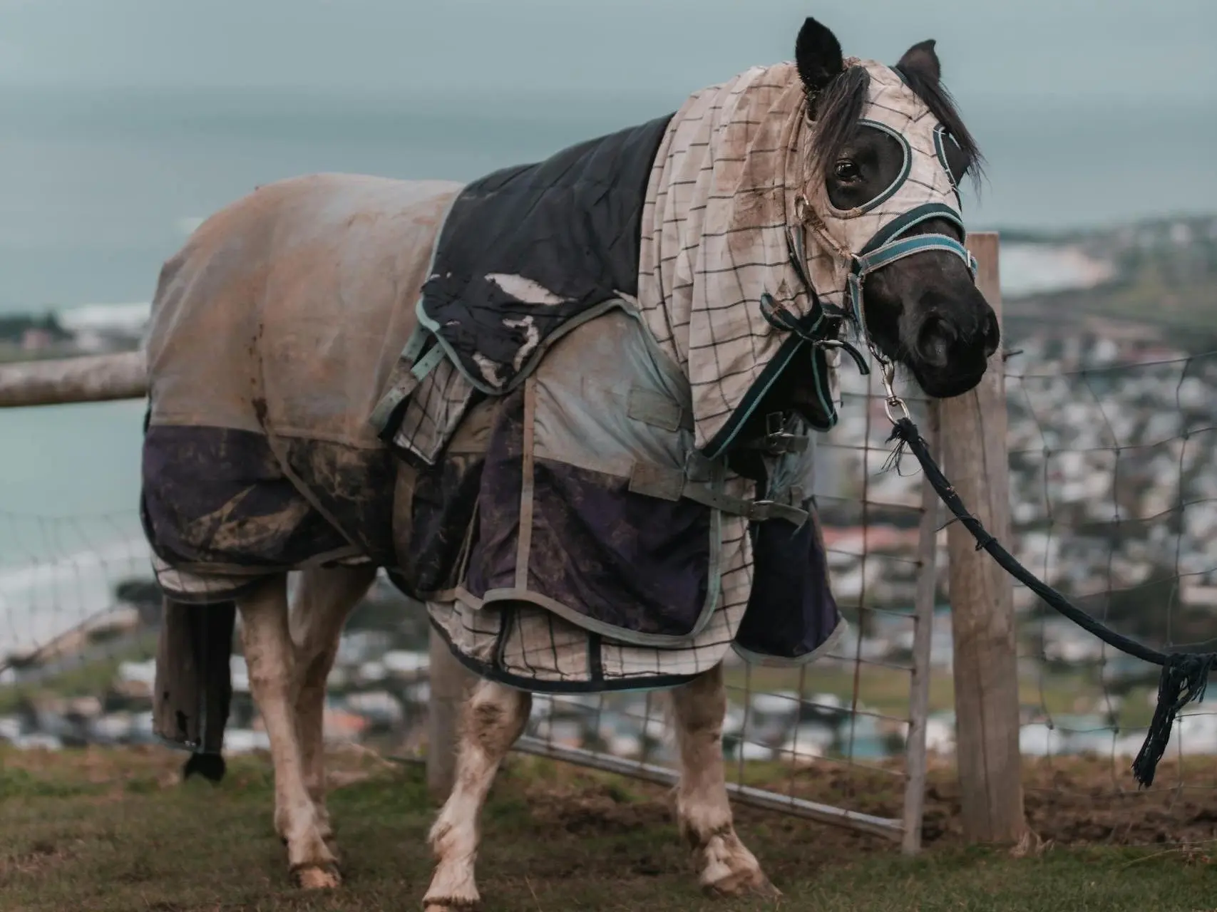 Horse covered in blankets