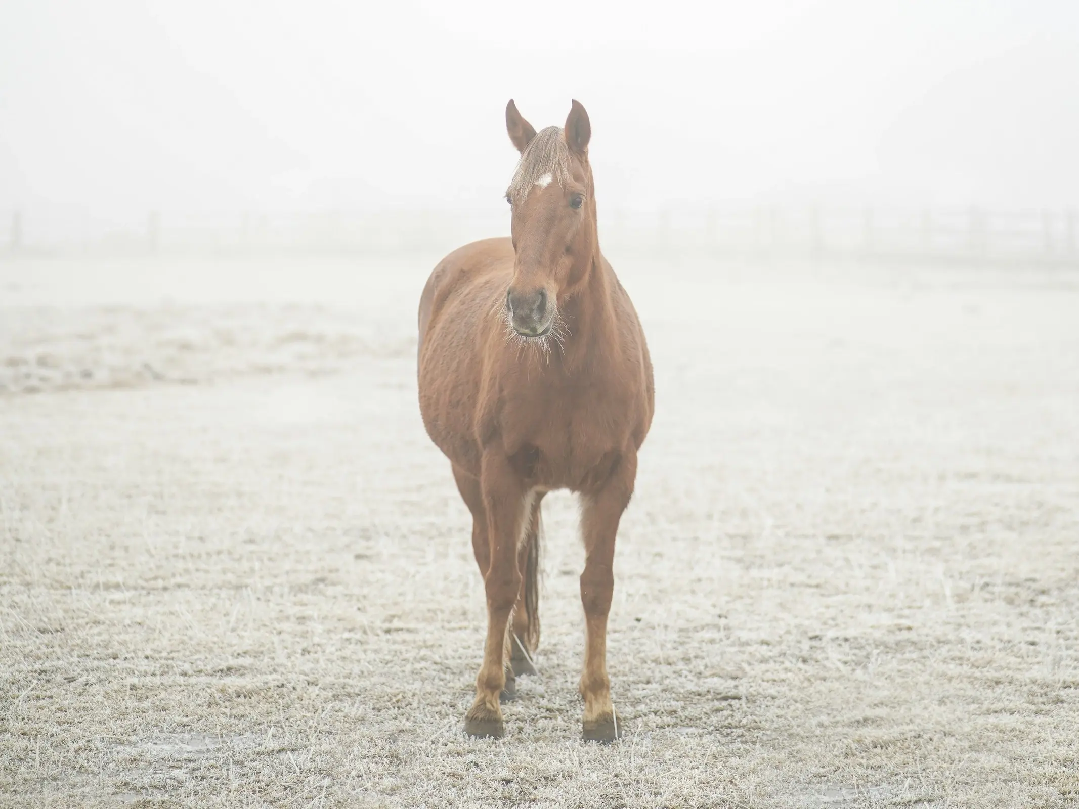 Blazer Horse