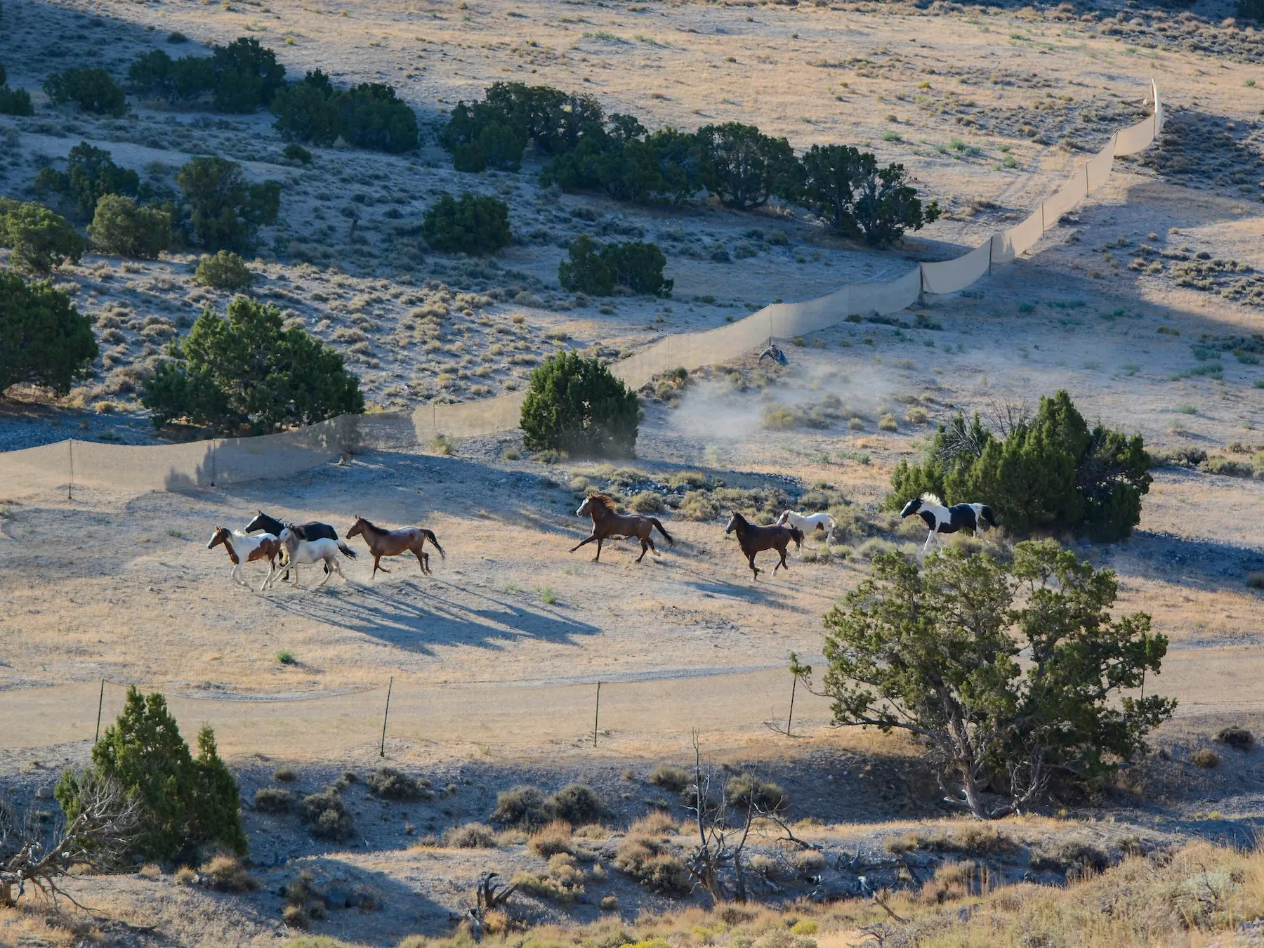 Herd of wild horses running