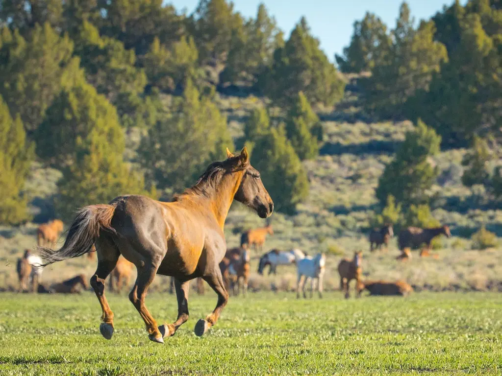 Wild horse running