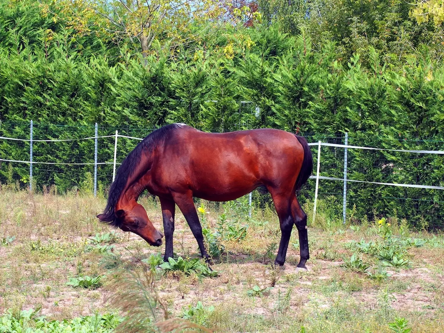 Blood bay horse