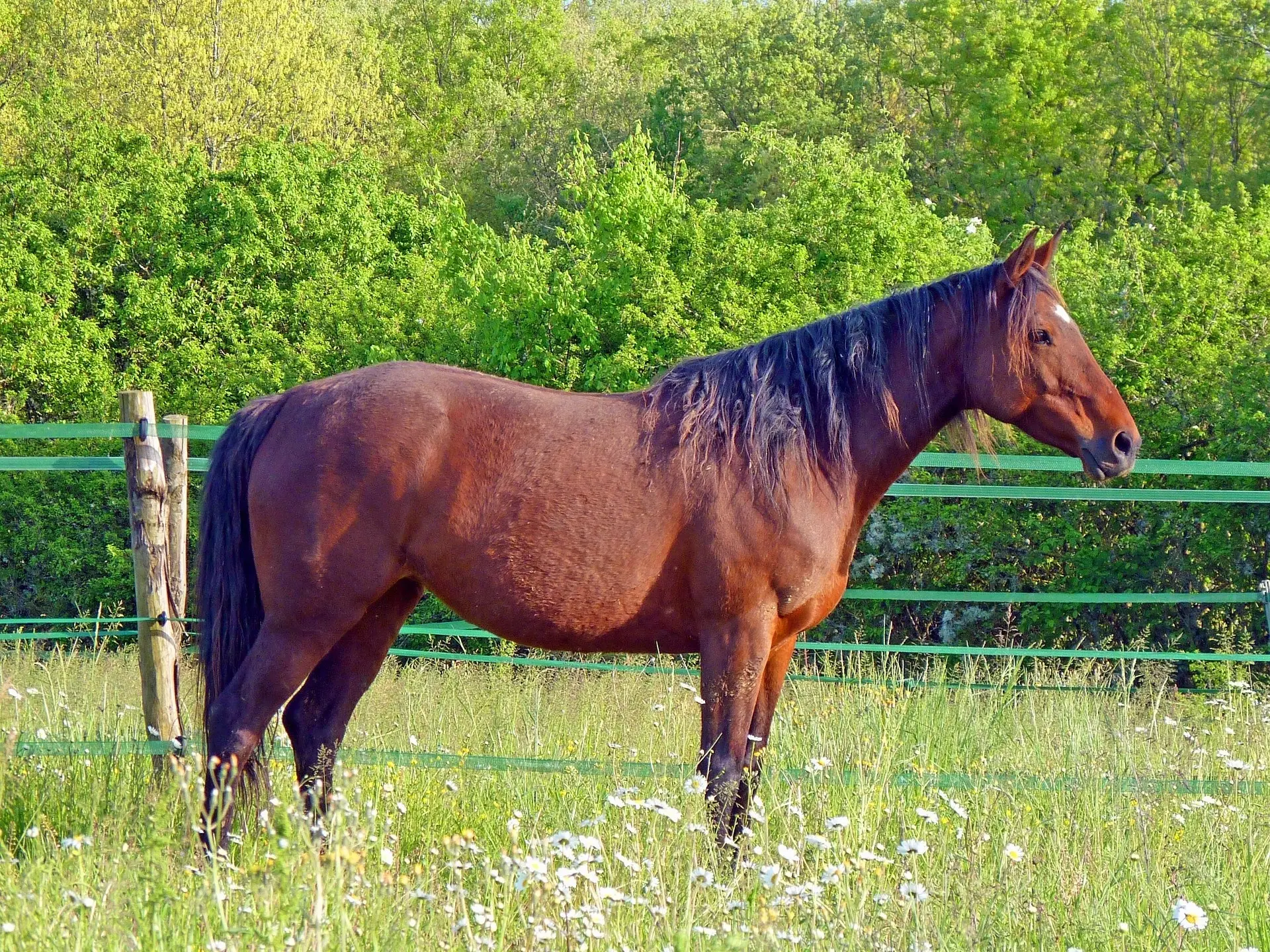 Blood bay horse