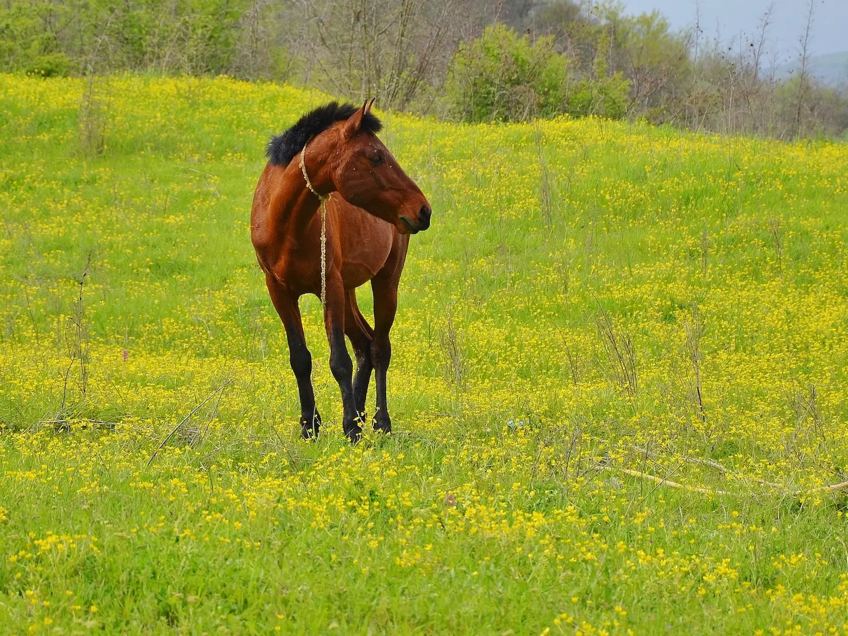 Blood bay horse