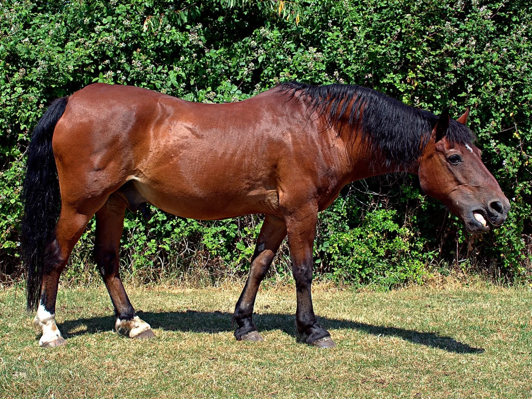 Blood bay horse