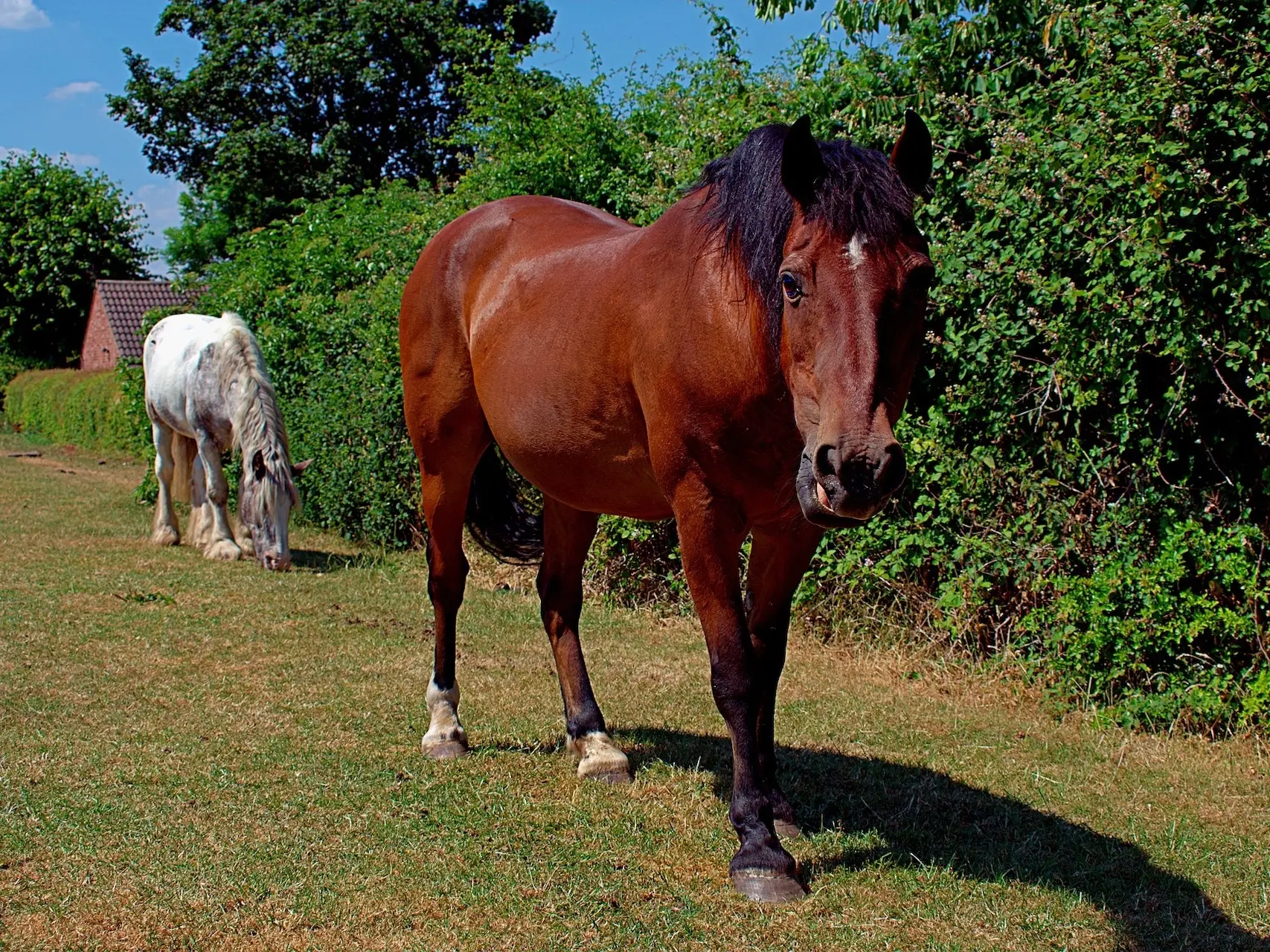 Blood bay horse