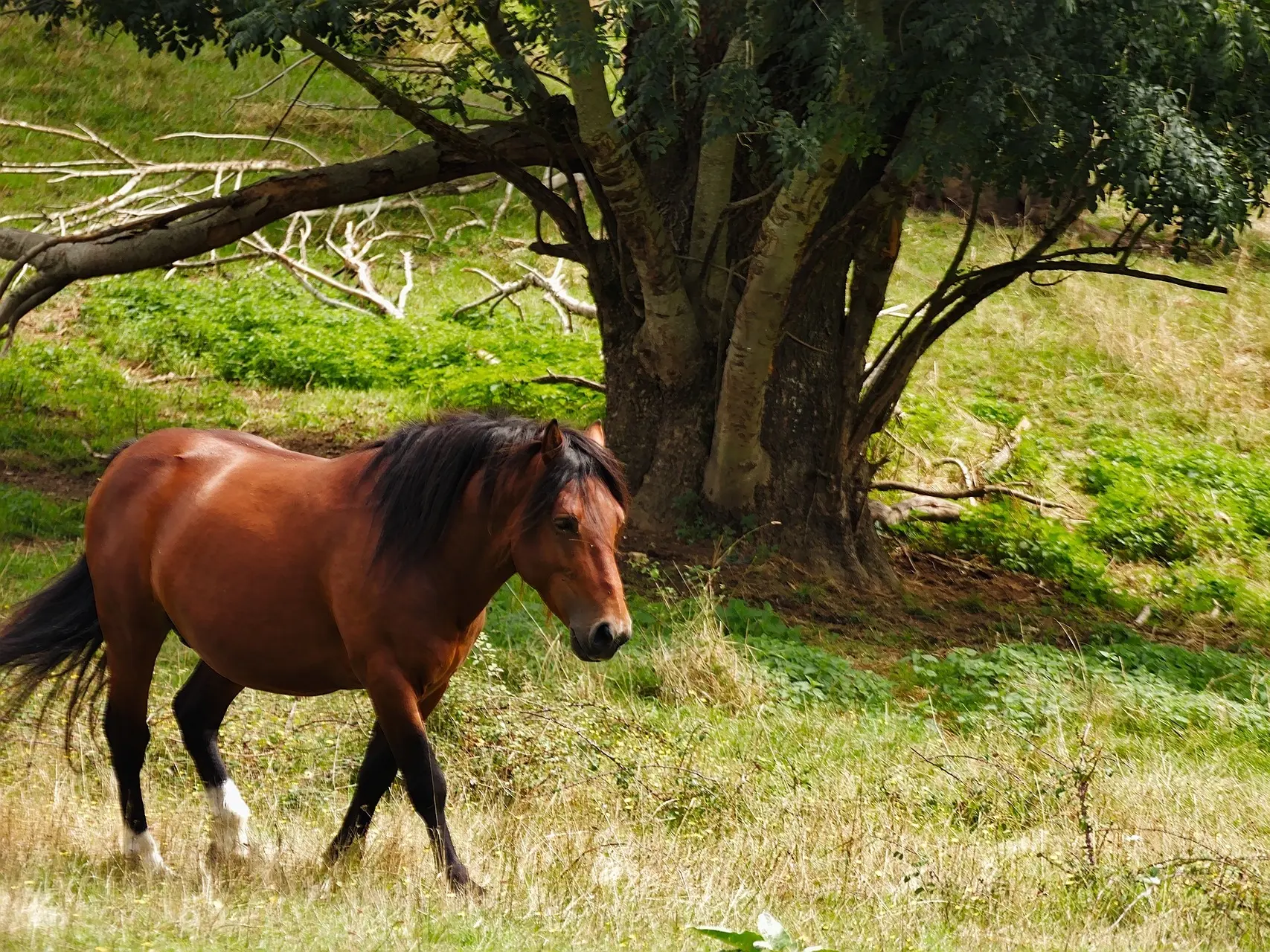 Blood bay horse