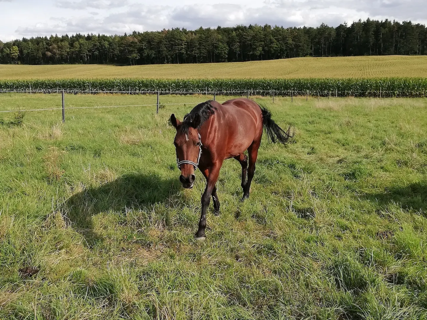 Blood bay horse