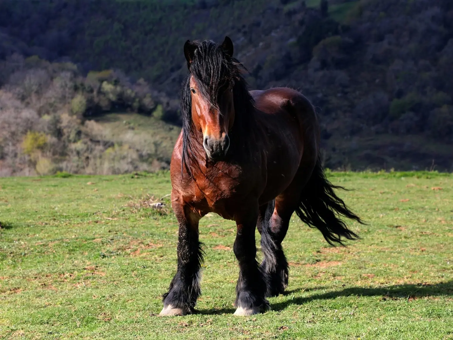 Blood bay horse