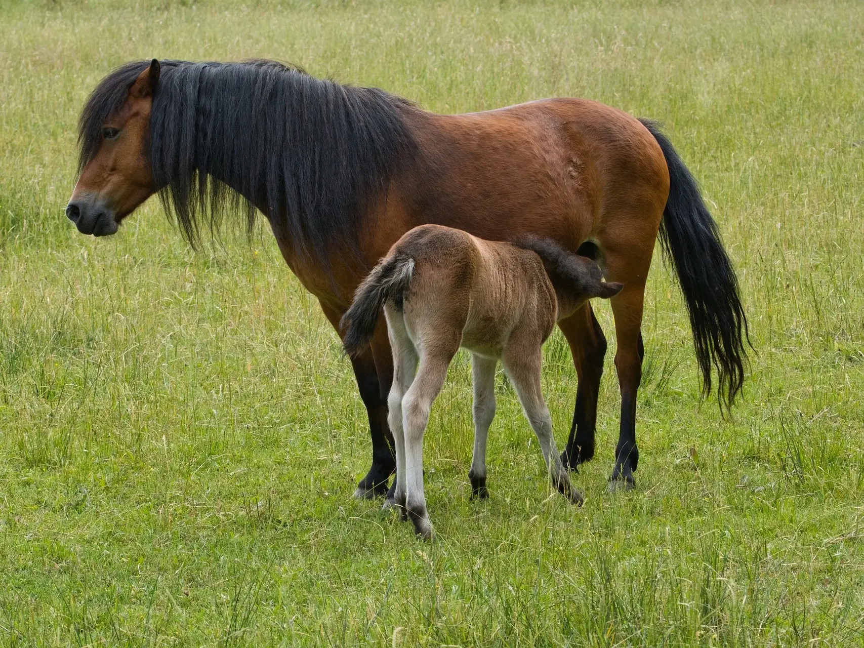 Blood bay horse