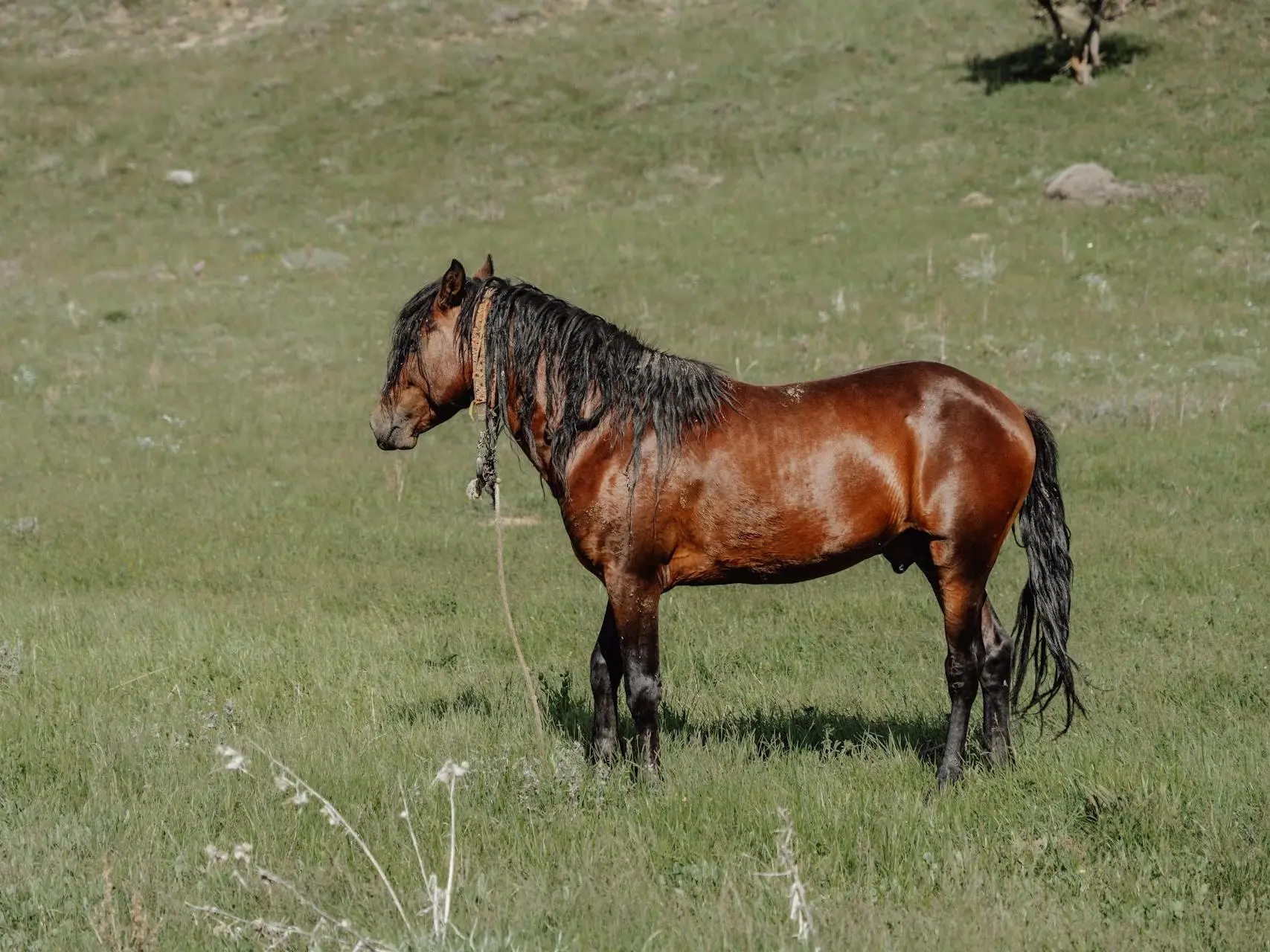 Blood bay horse