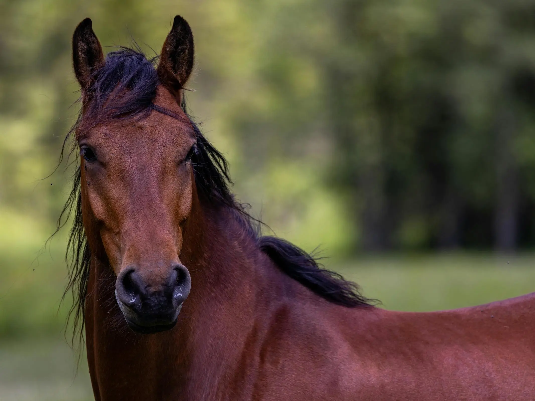 Blood bay horse