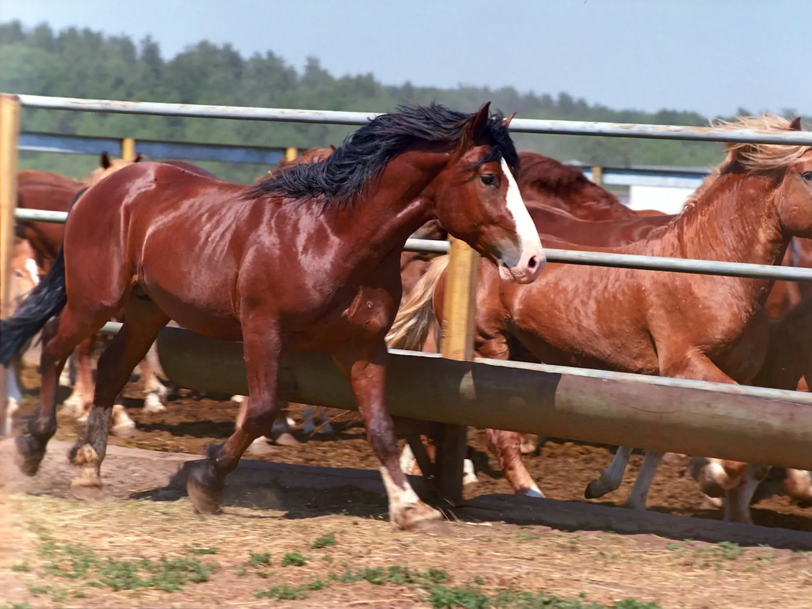 Blood bay horse