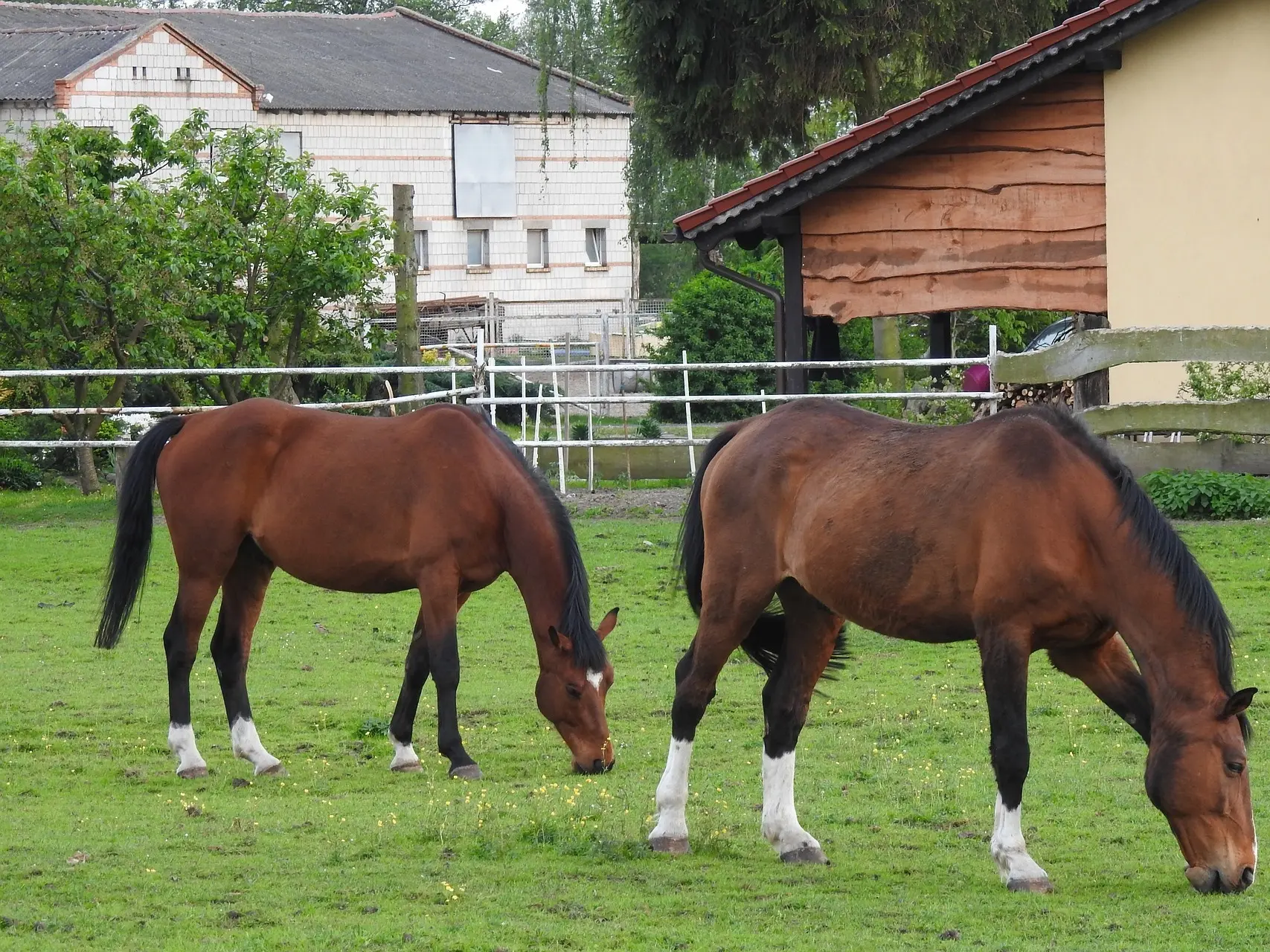 Blood bay horse