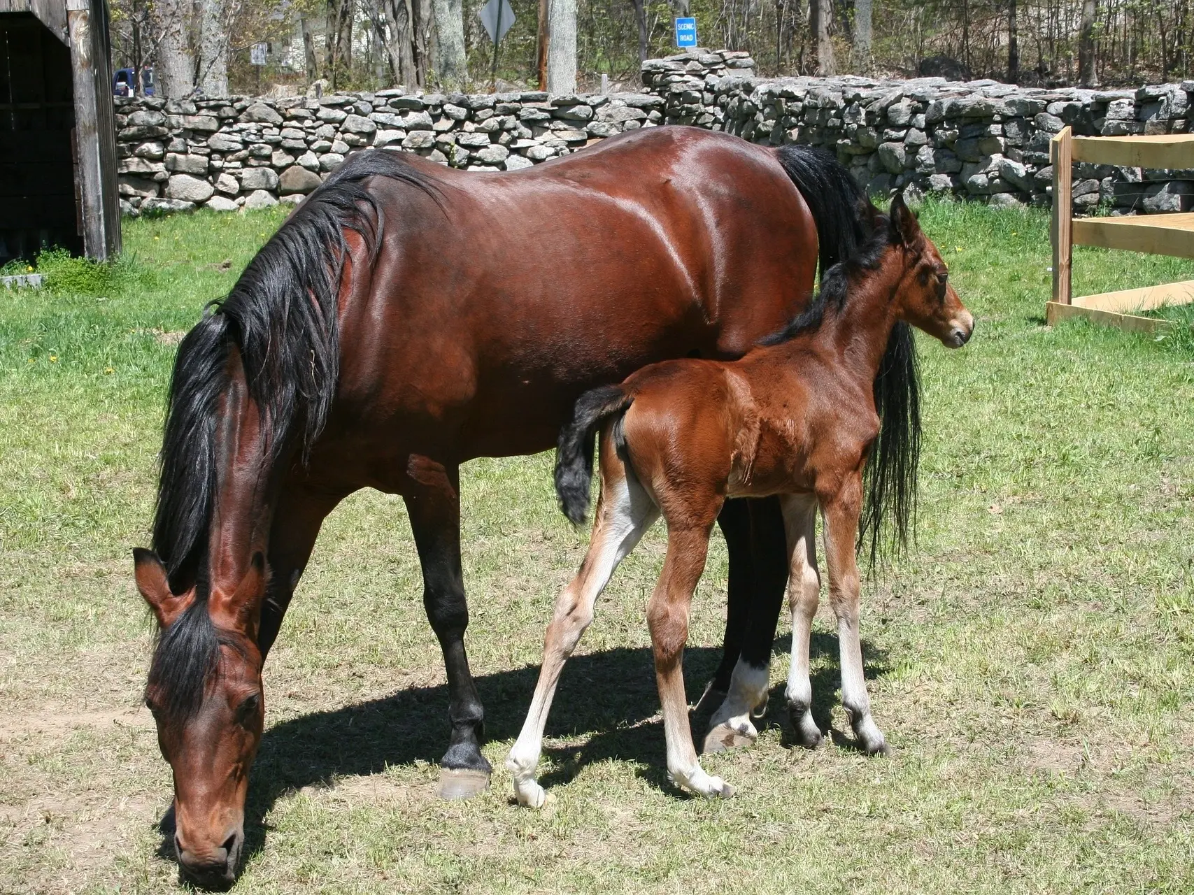 Blood bay horse