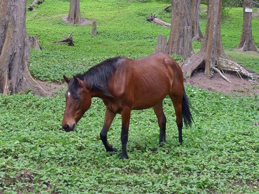 Blood bay horse