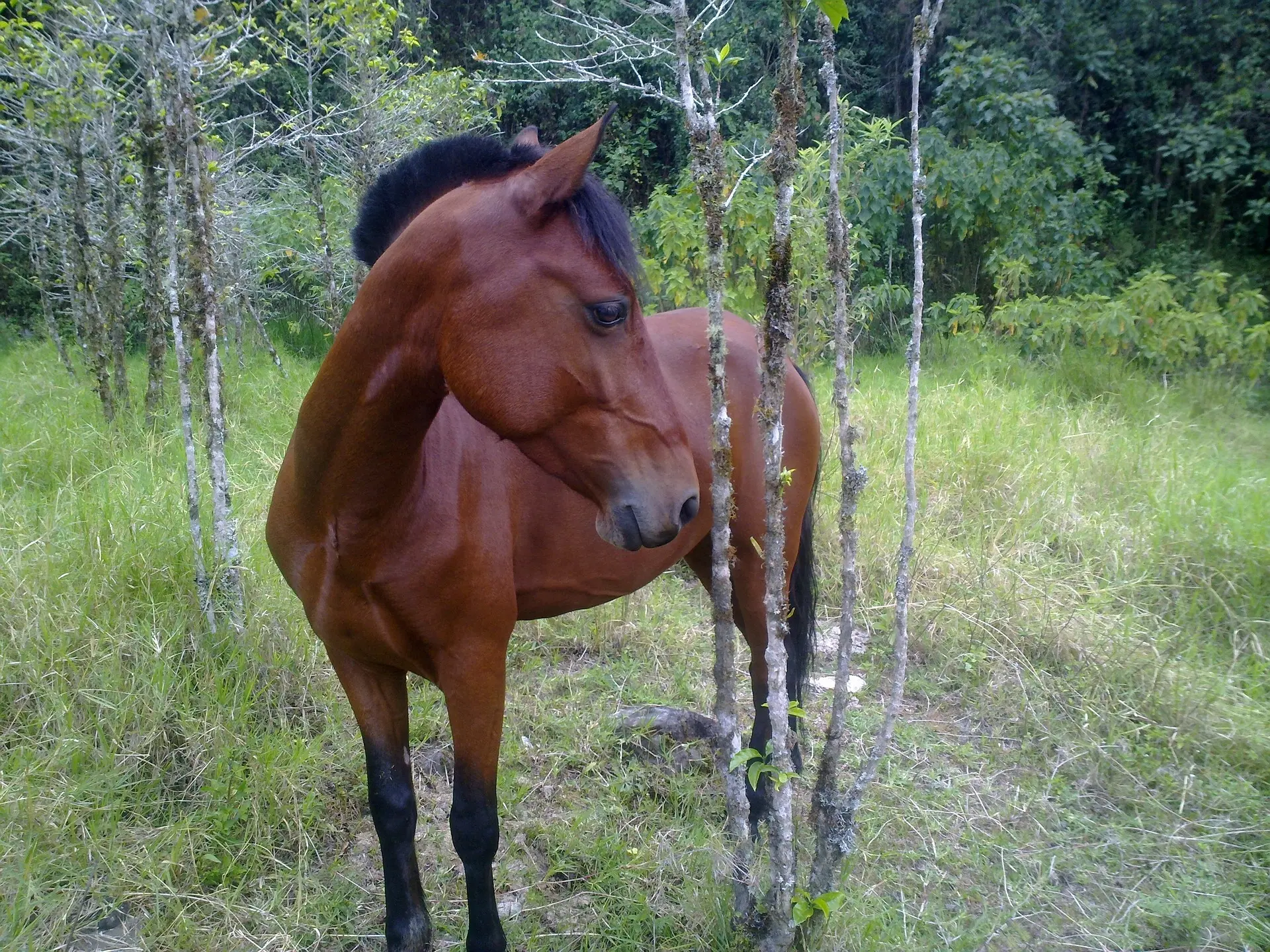 Blood bay horse