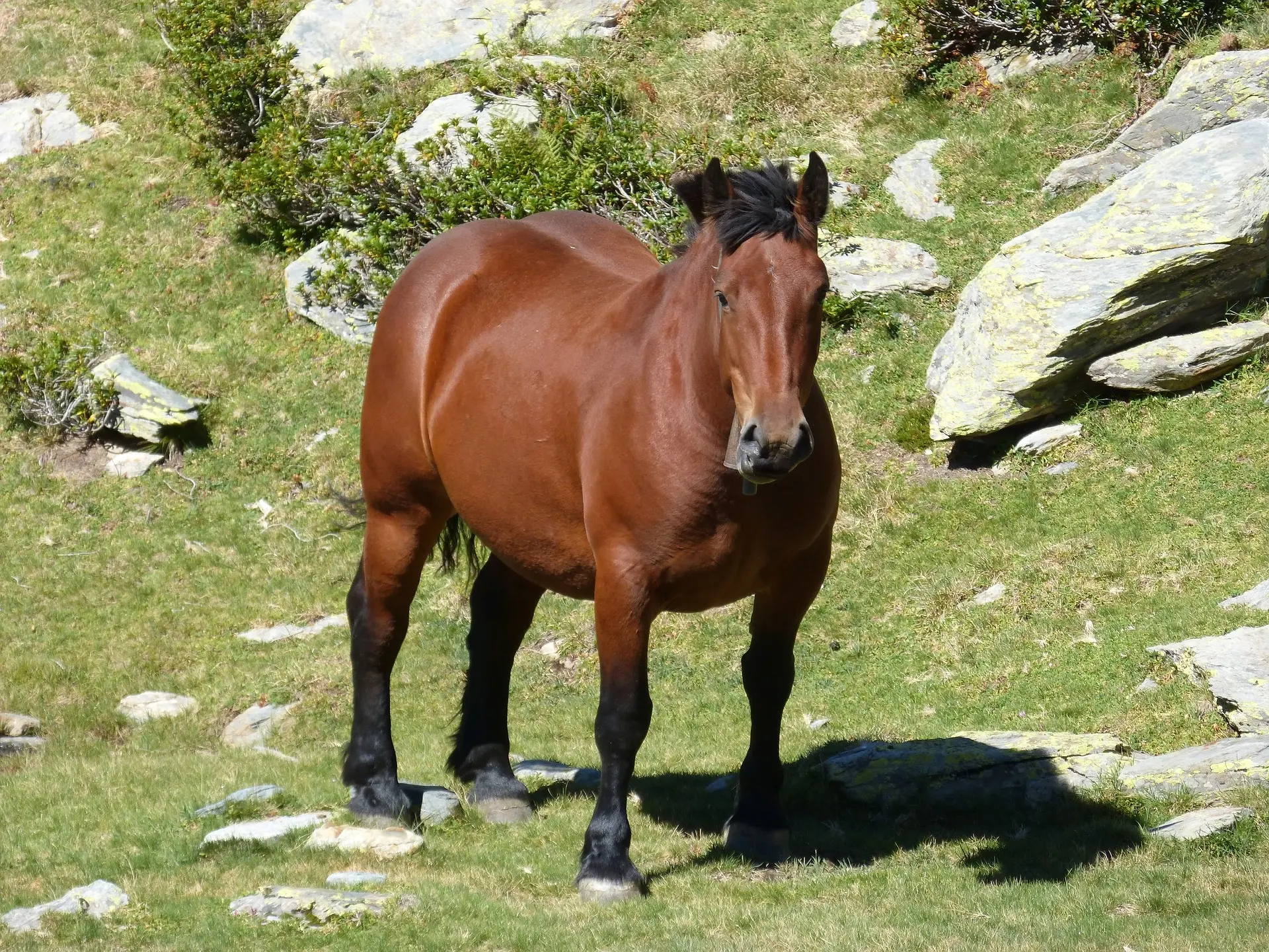 Blood bay horse